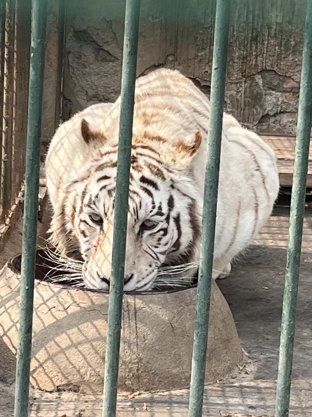 淄博动物园旅行图片 3
