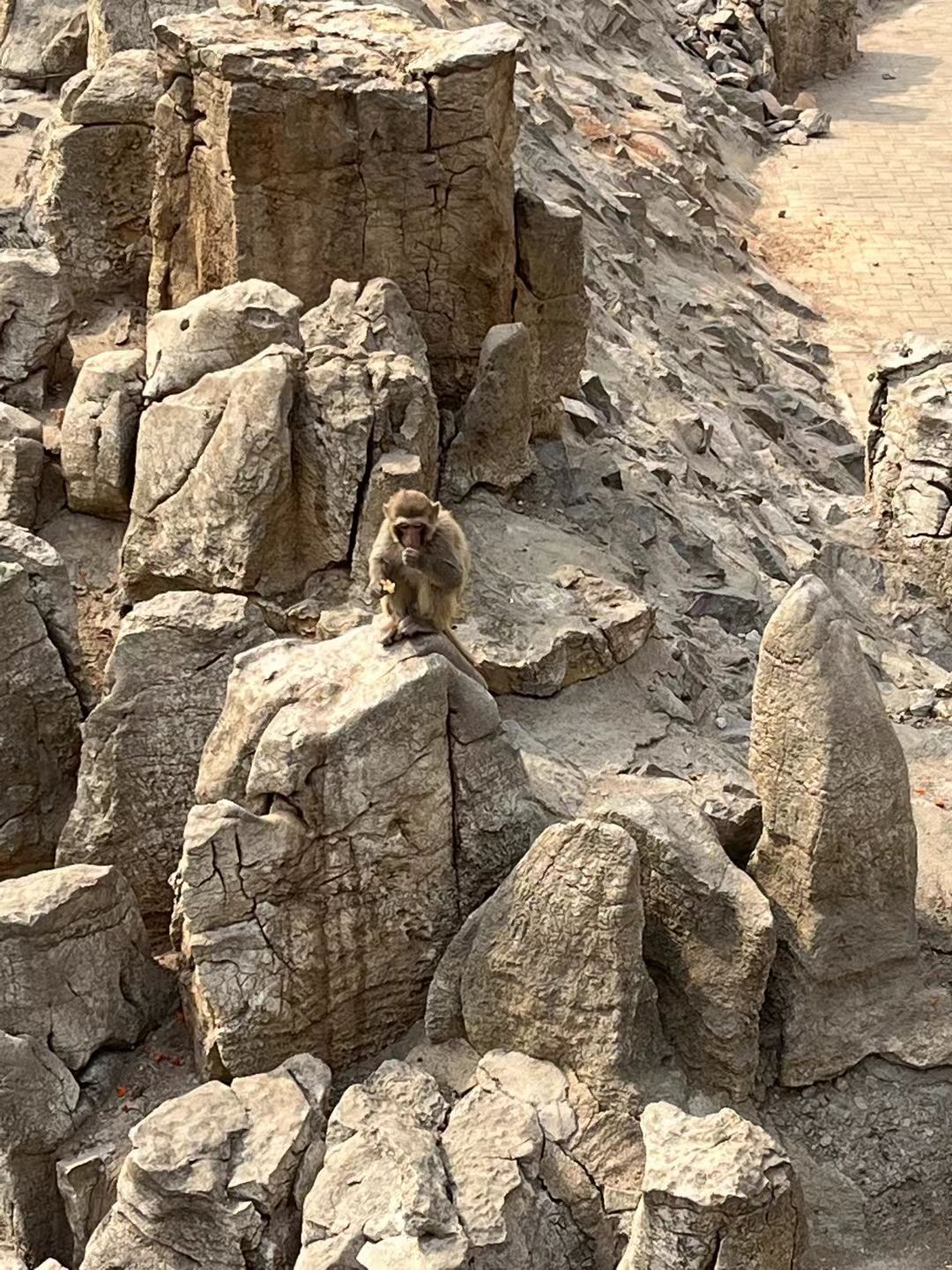 淄博动物园旅行图片 2