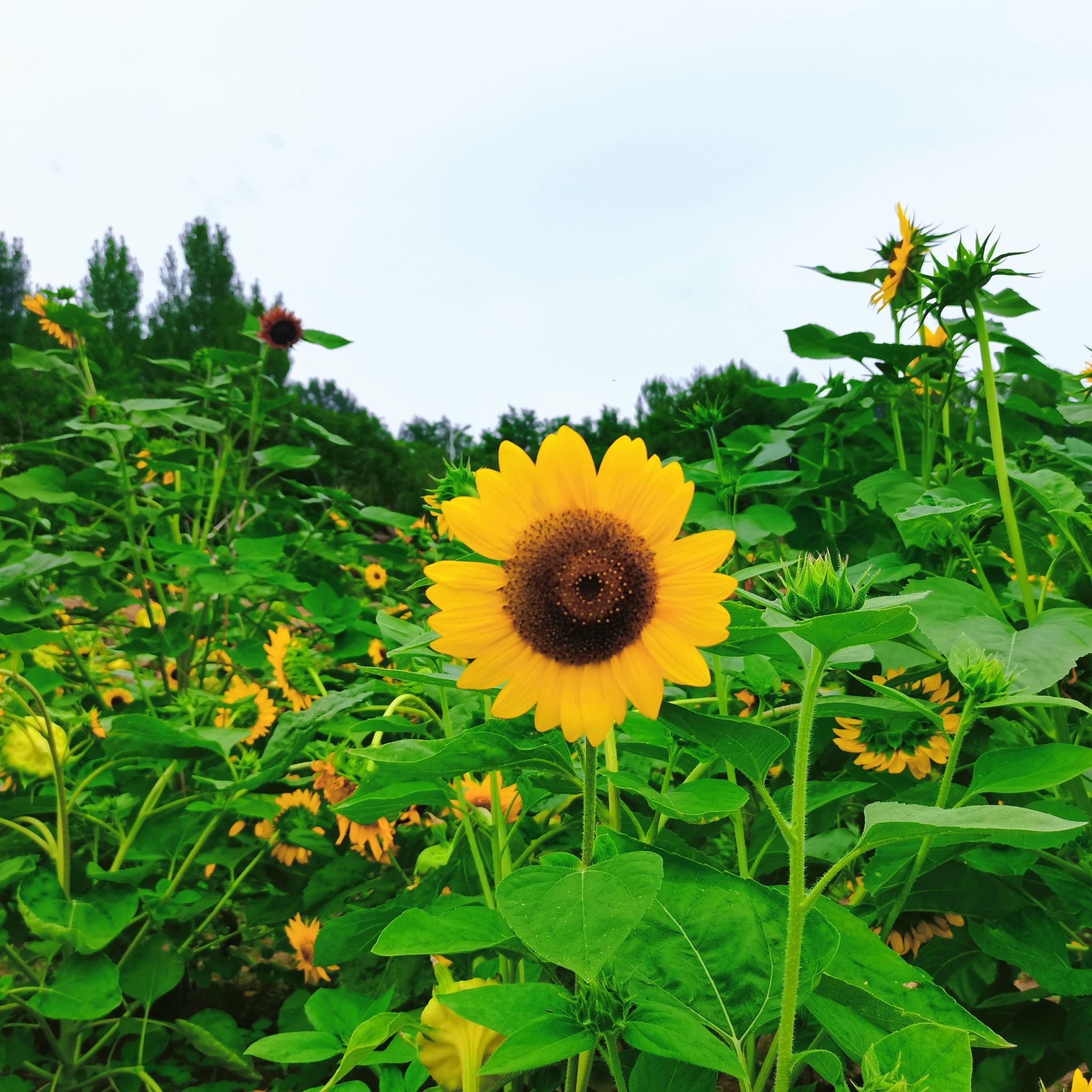 太阳山植物园旅行图片 2
