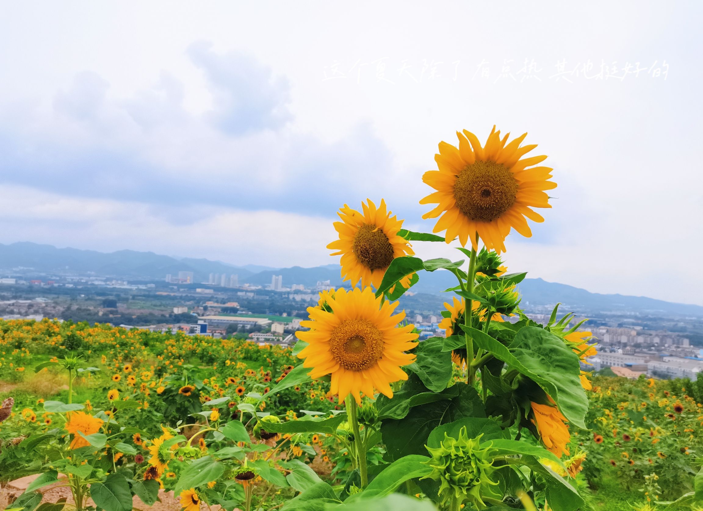 太阳山植物园旅行图片 3