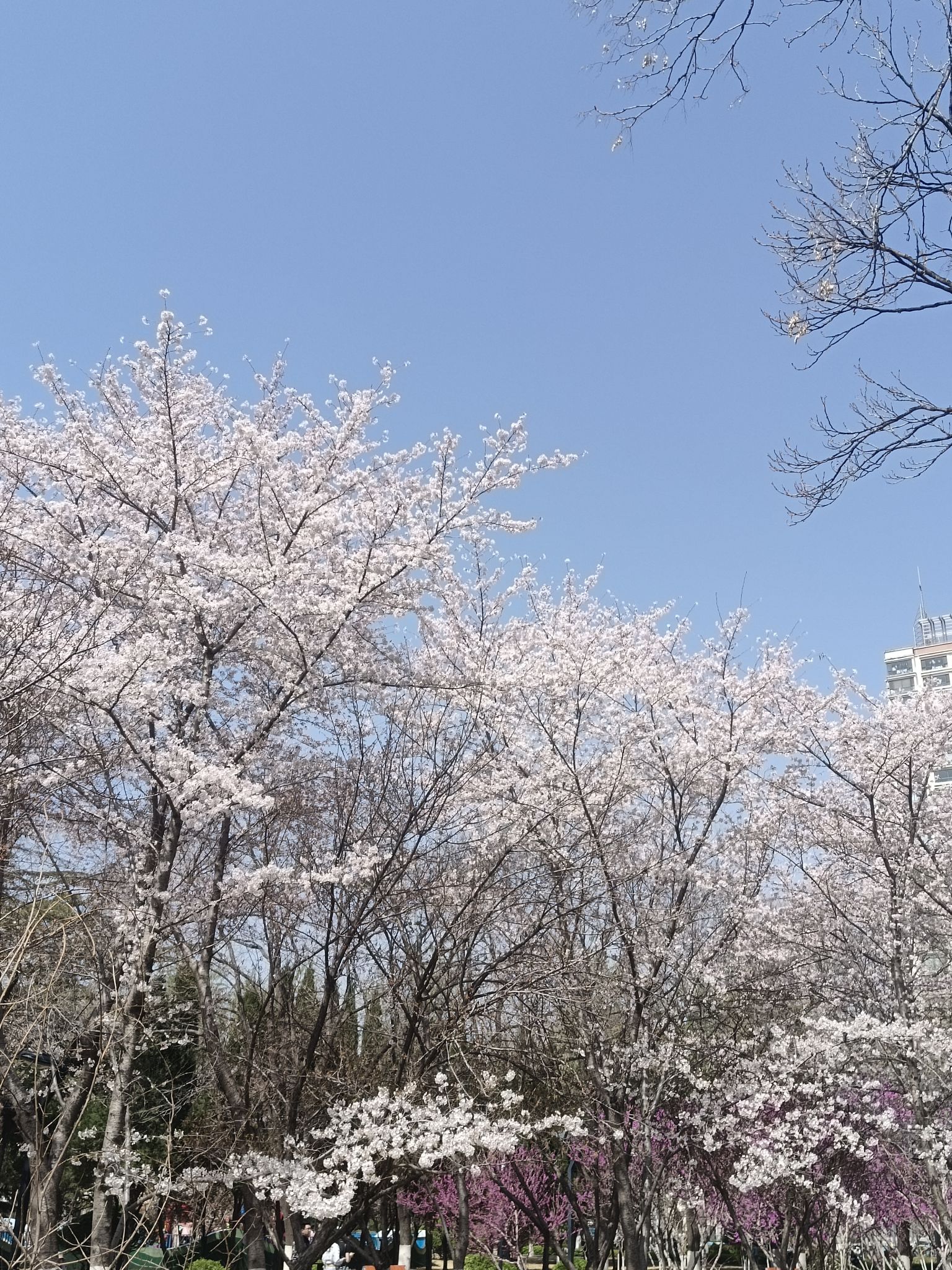 淄博人民公园旅行图片 3