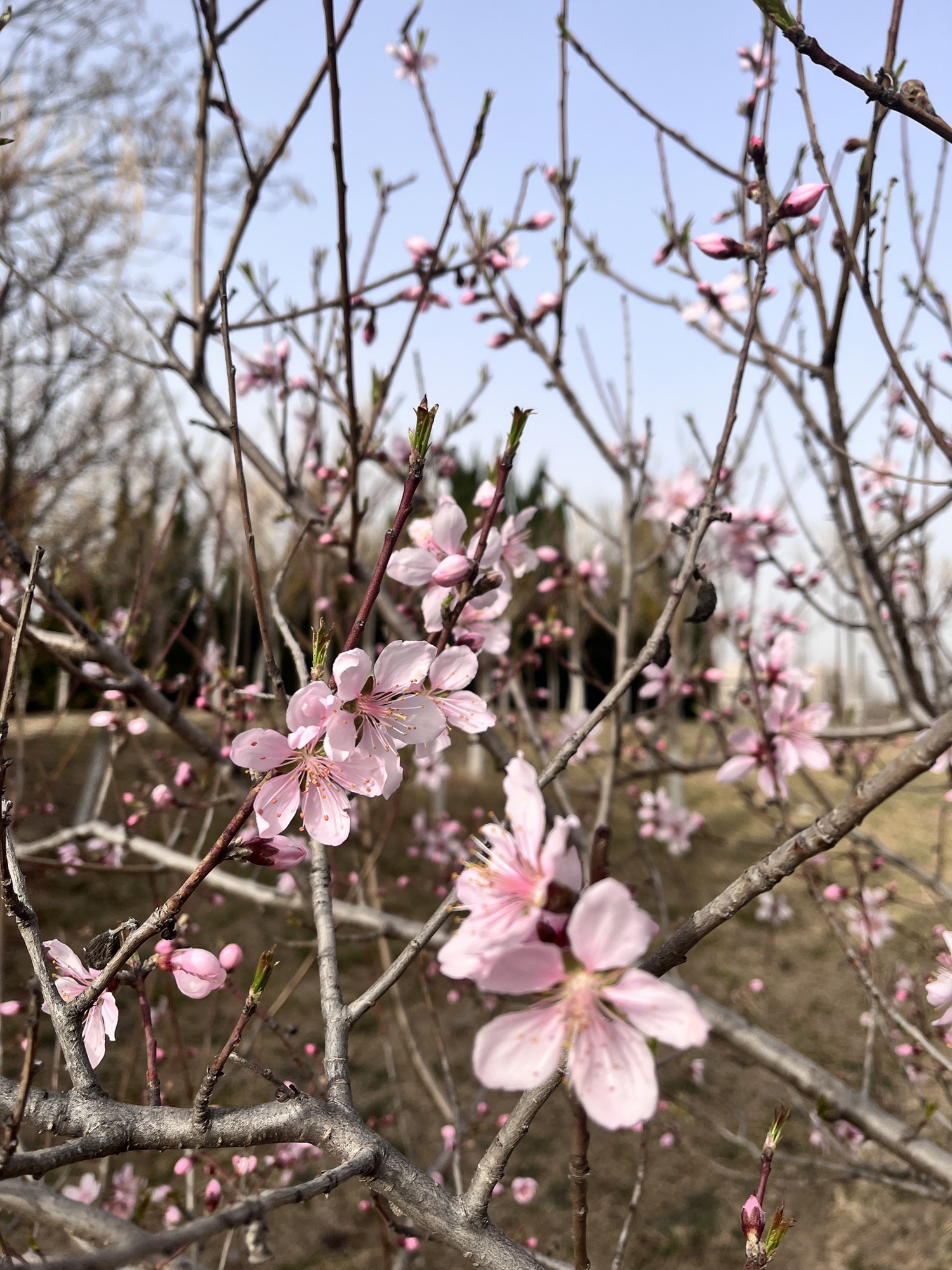 高青县千乘湖生态文化园旅行图片 3