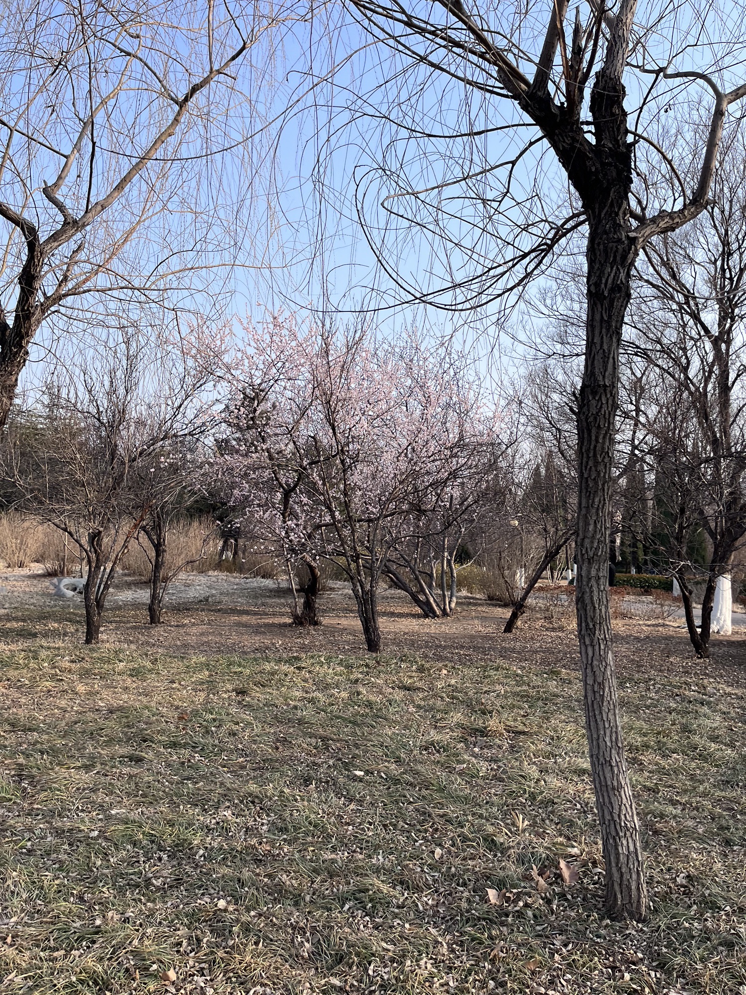 淄博市植物园旅行图片 2