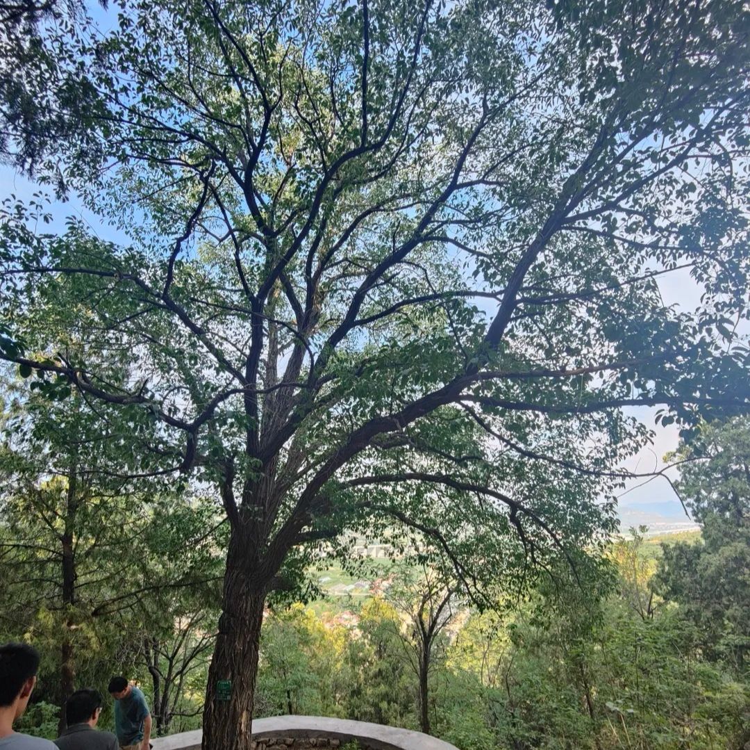 沂源牛郎织女景区旅行图片 3