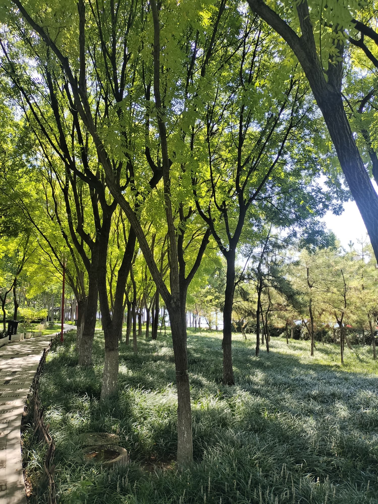红莲湖公园旅行图片 2