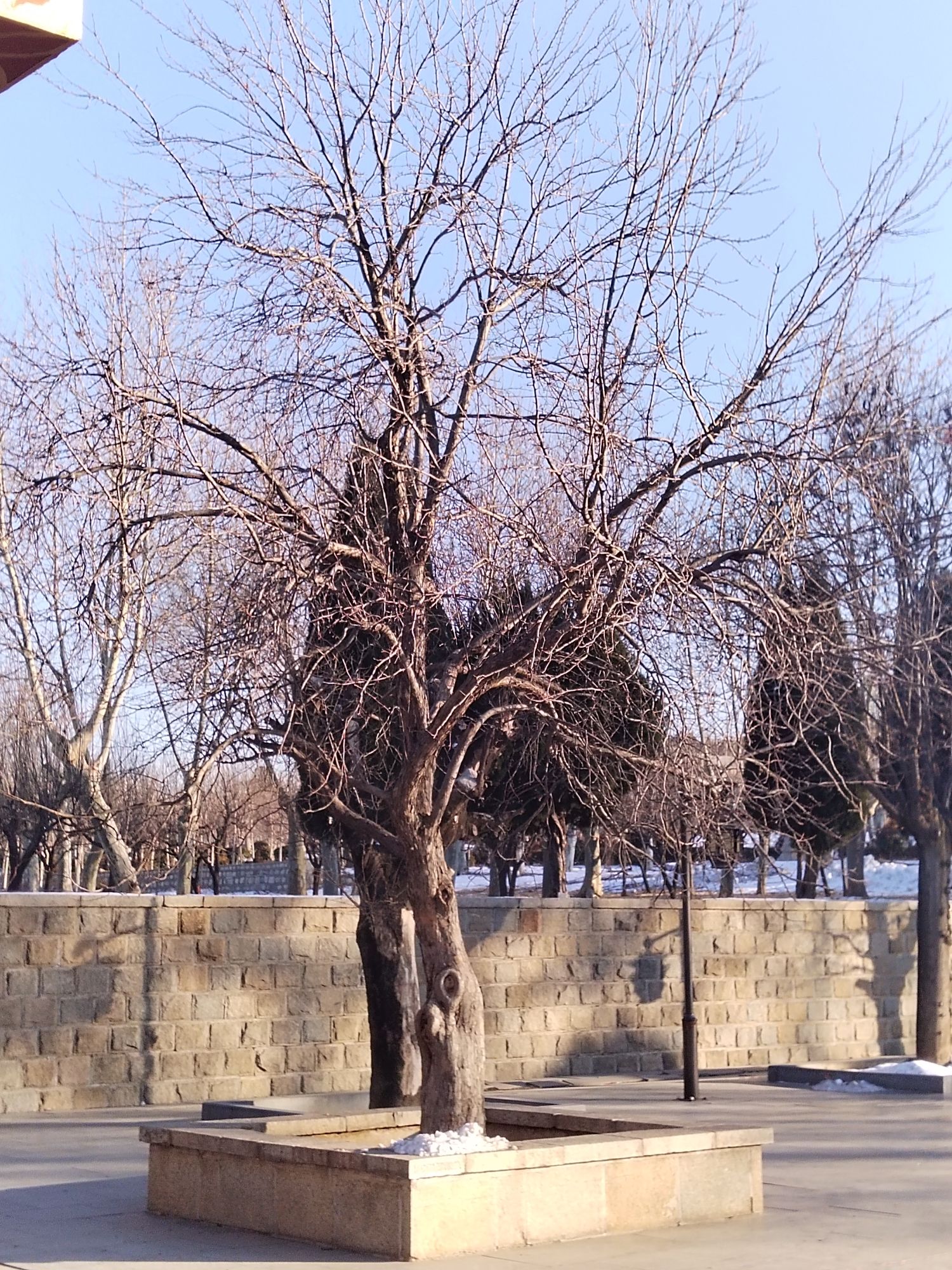 鲁泰公园旅行图片 1
