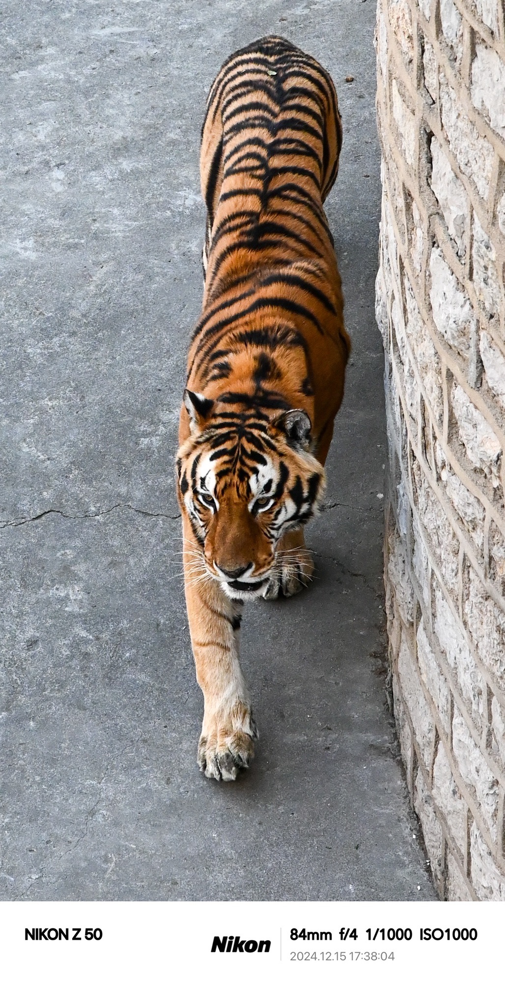 鲁泰公园旅行图片 3
