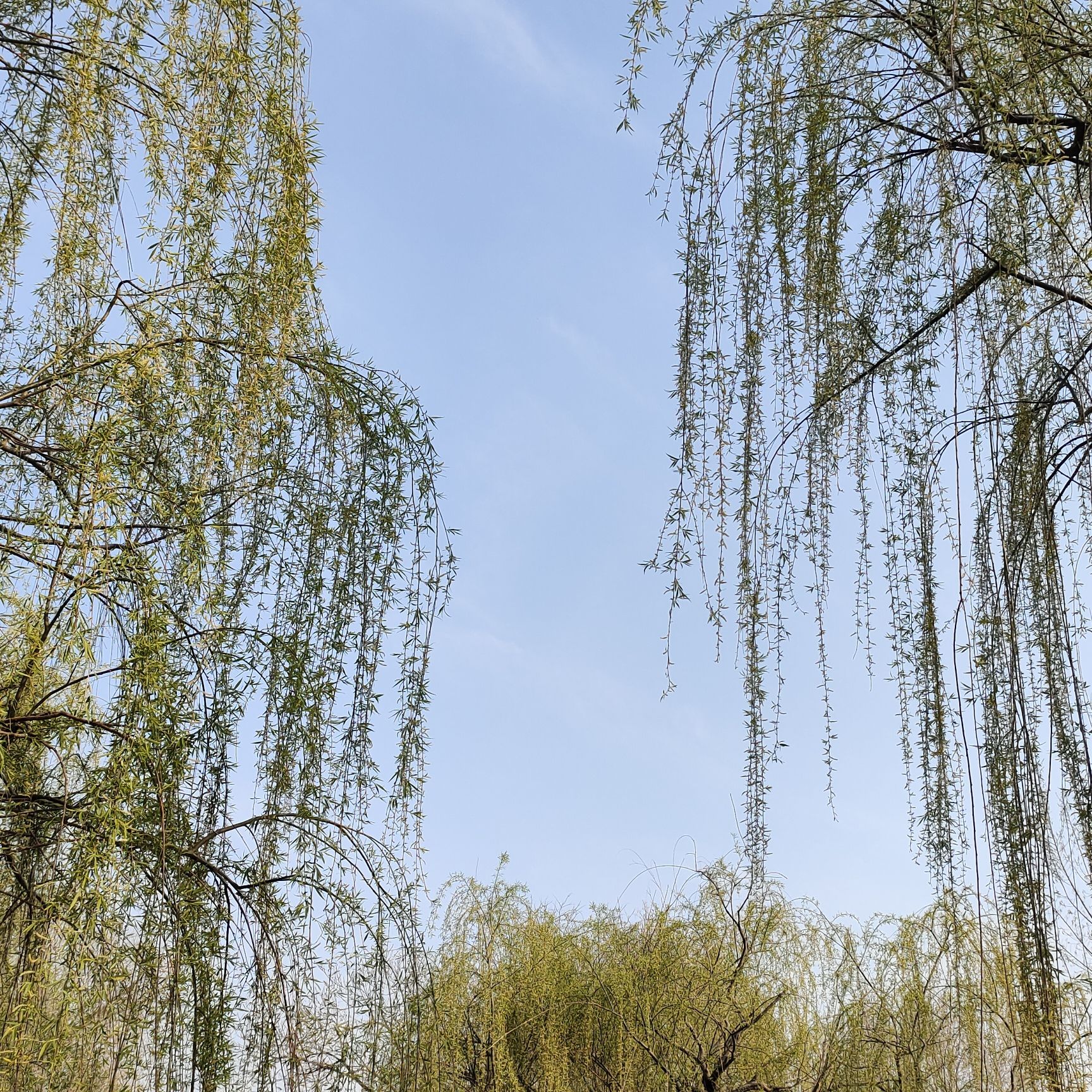 柳泉湿地公园旅行图片 1