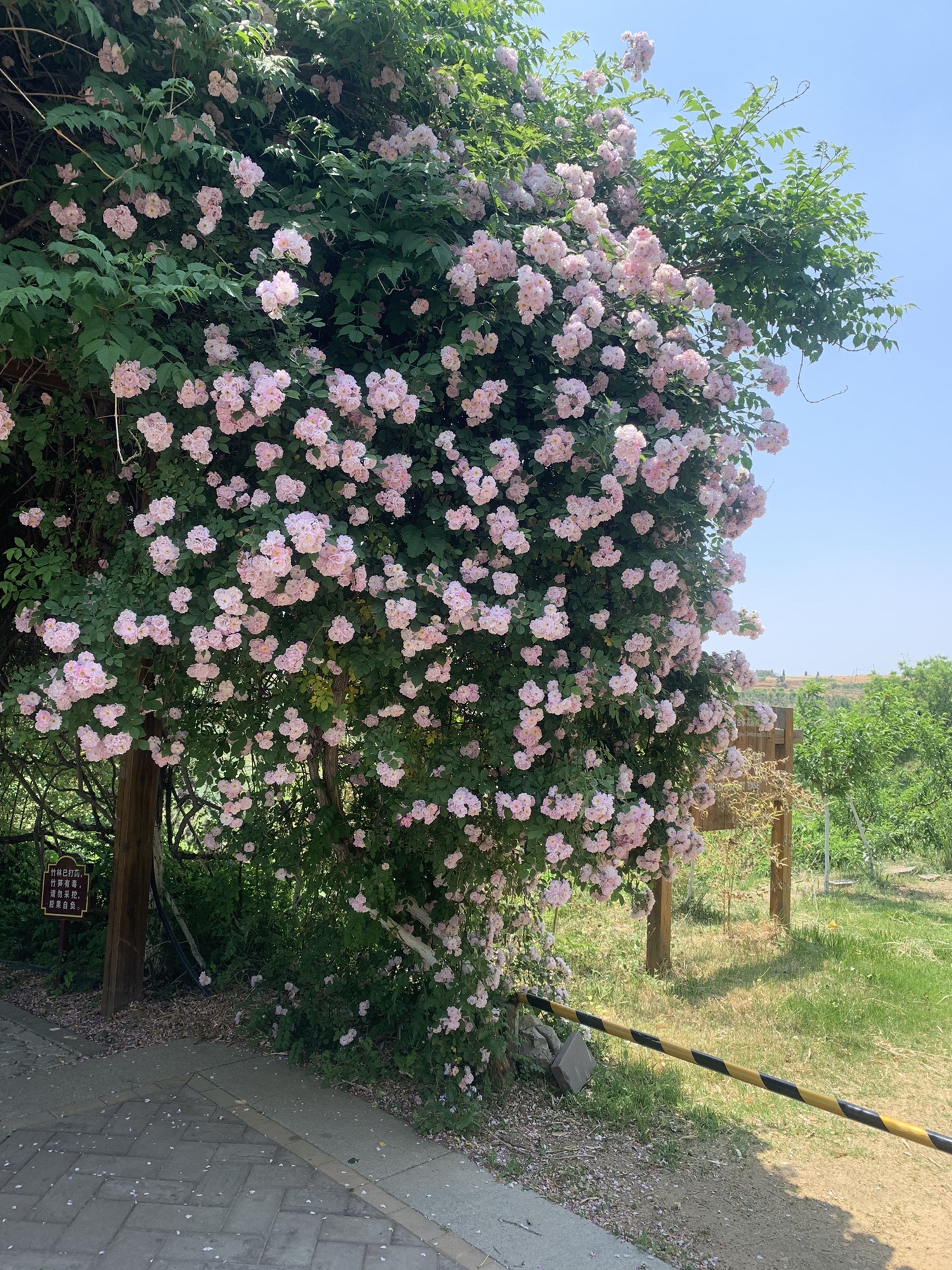汇泉桃花岛旅行图片 2
