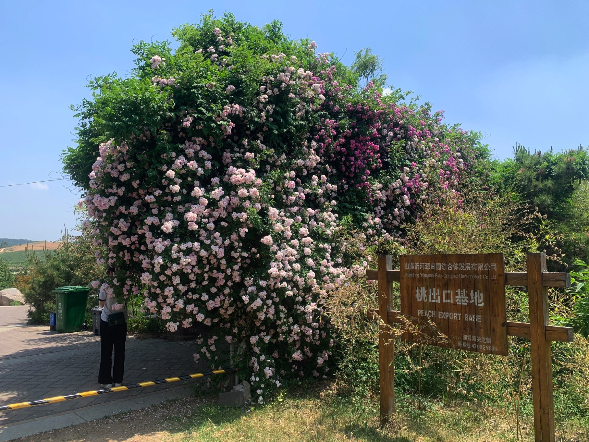 汇泉桃花岛旅行图片 1