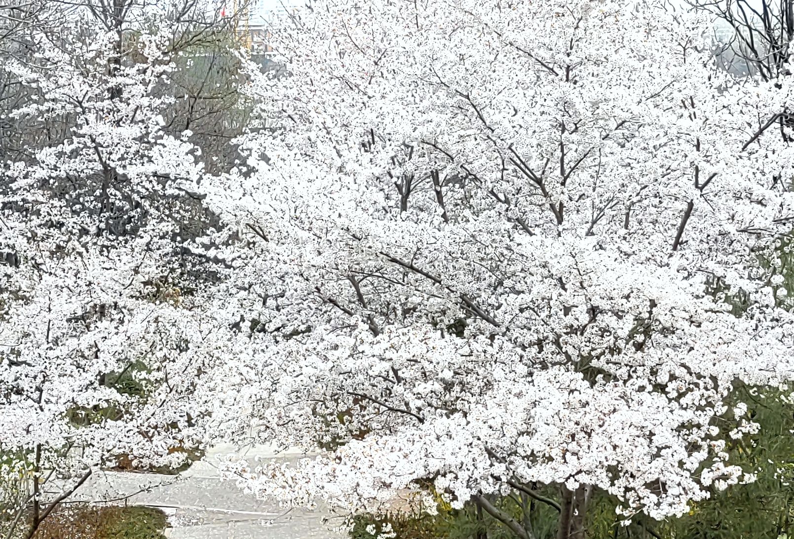 胜利山九九乐园旅行图片 3