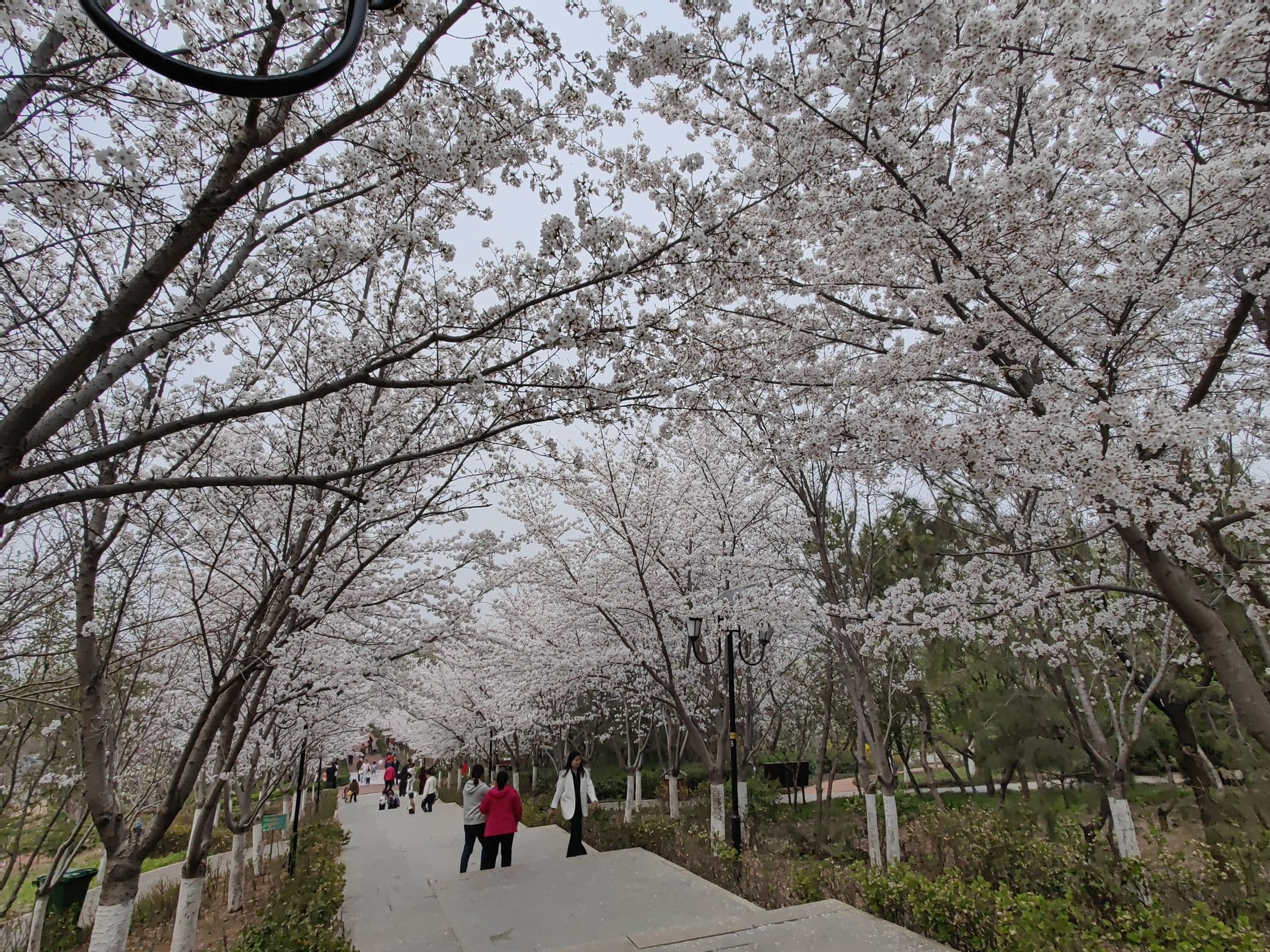 胜利山九九乐园旅行图片 2