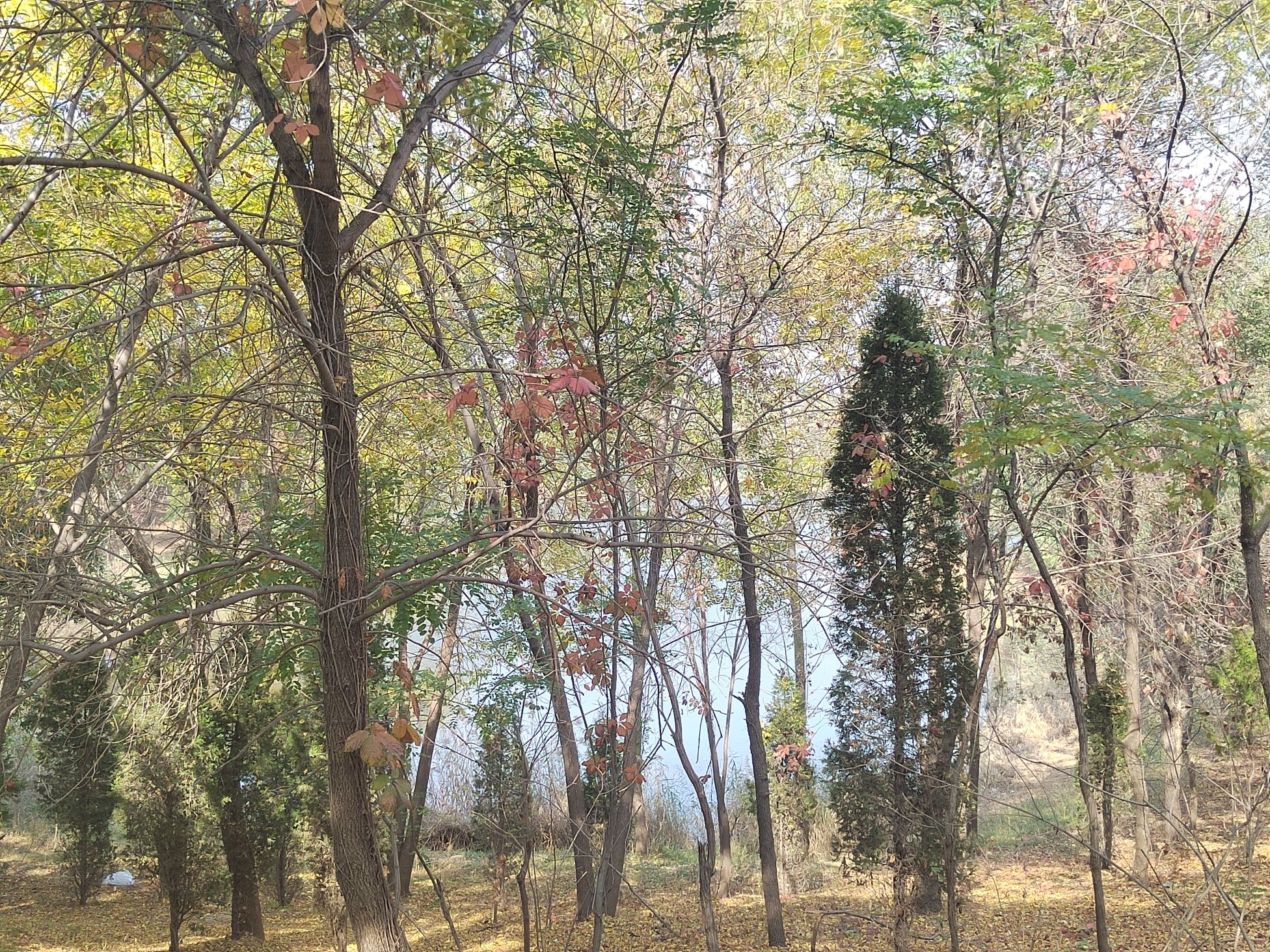 红坛寺森林公园旅行图片 2