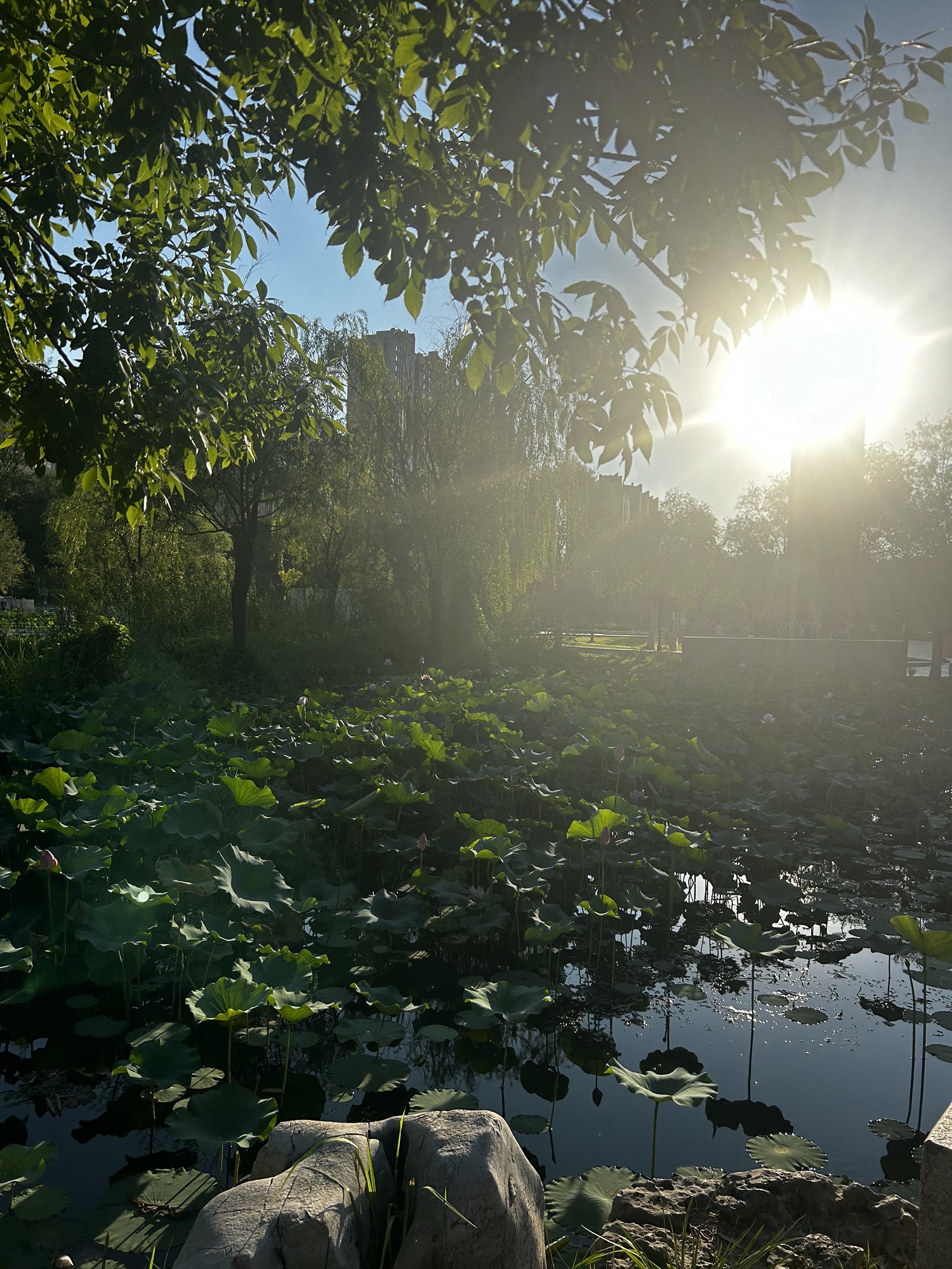 颜真卿公园旅行图片 1