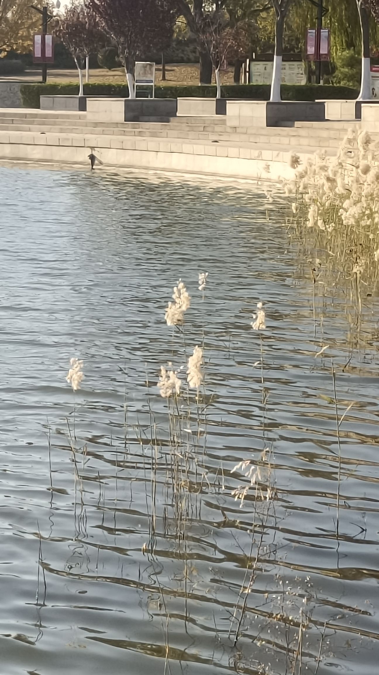 长河公园旅行图片 2