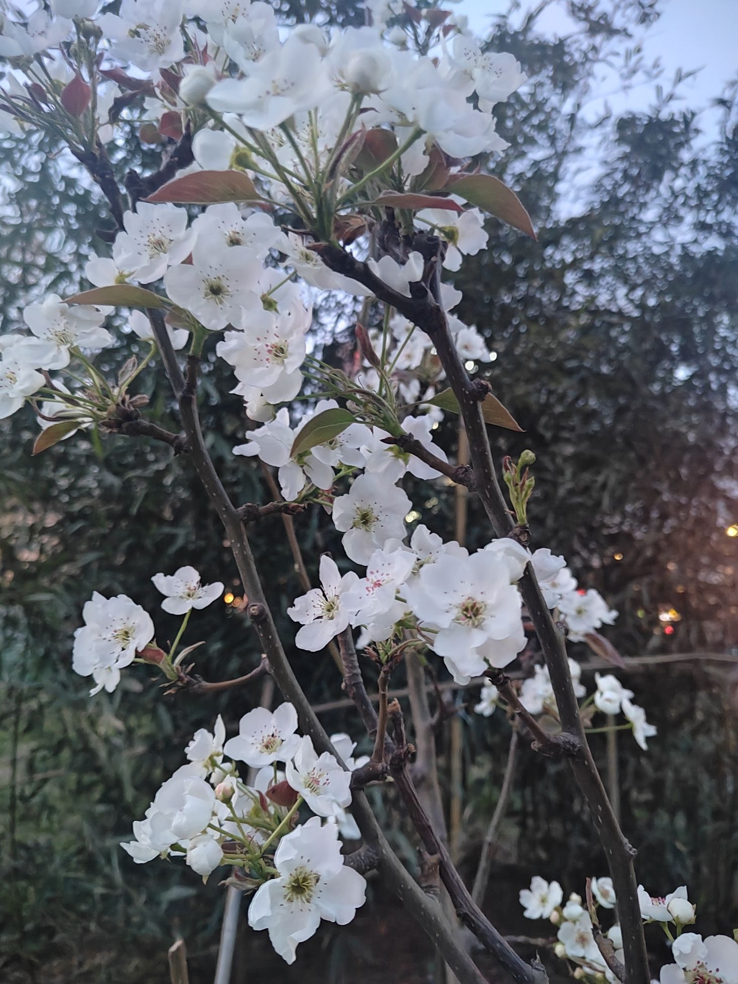 植物园旅行图片 3