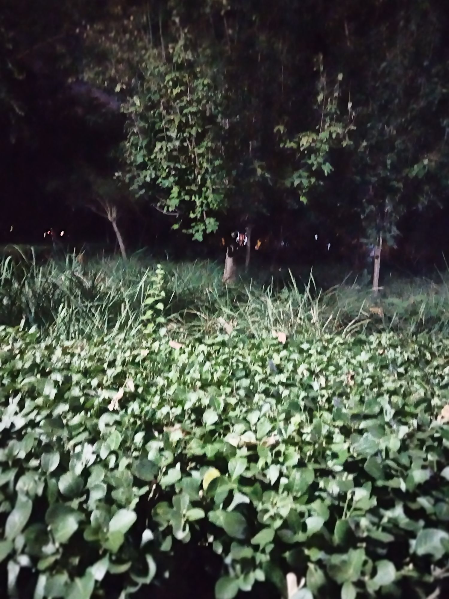 植物园旅行图片 3