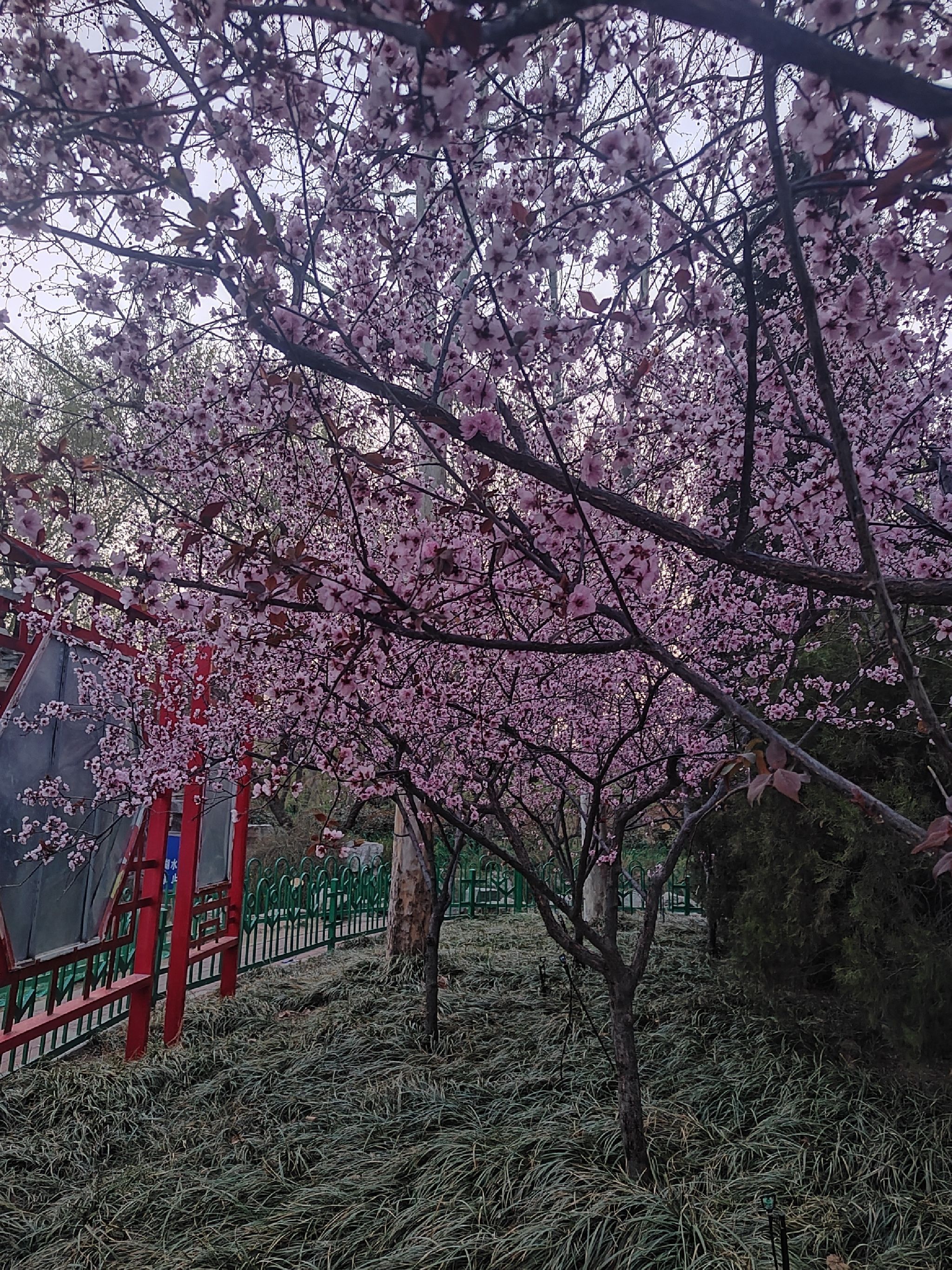植物园旅行图片 1