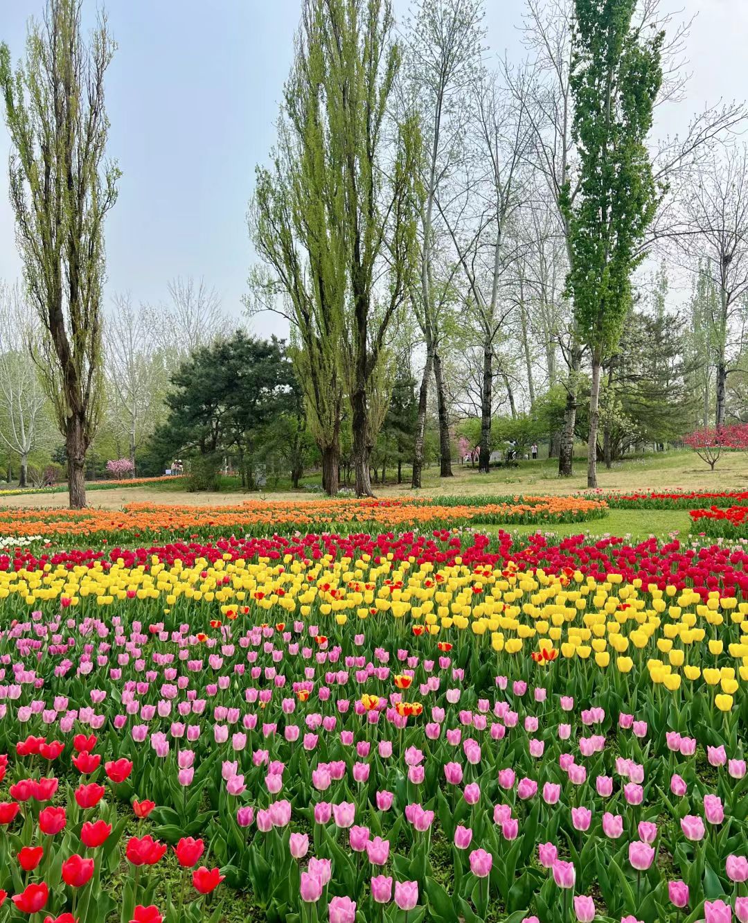 植物园旅行图片 3