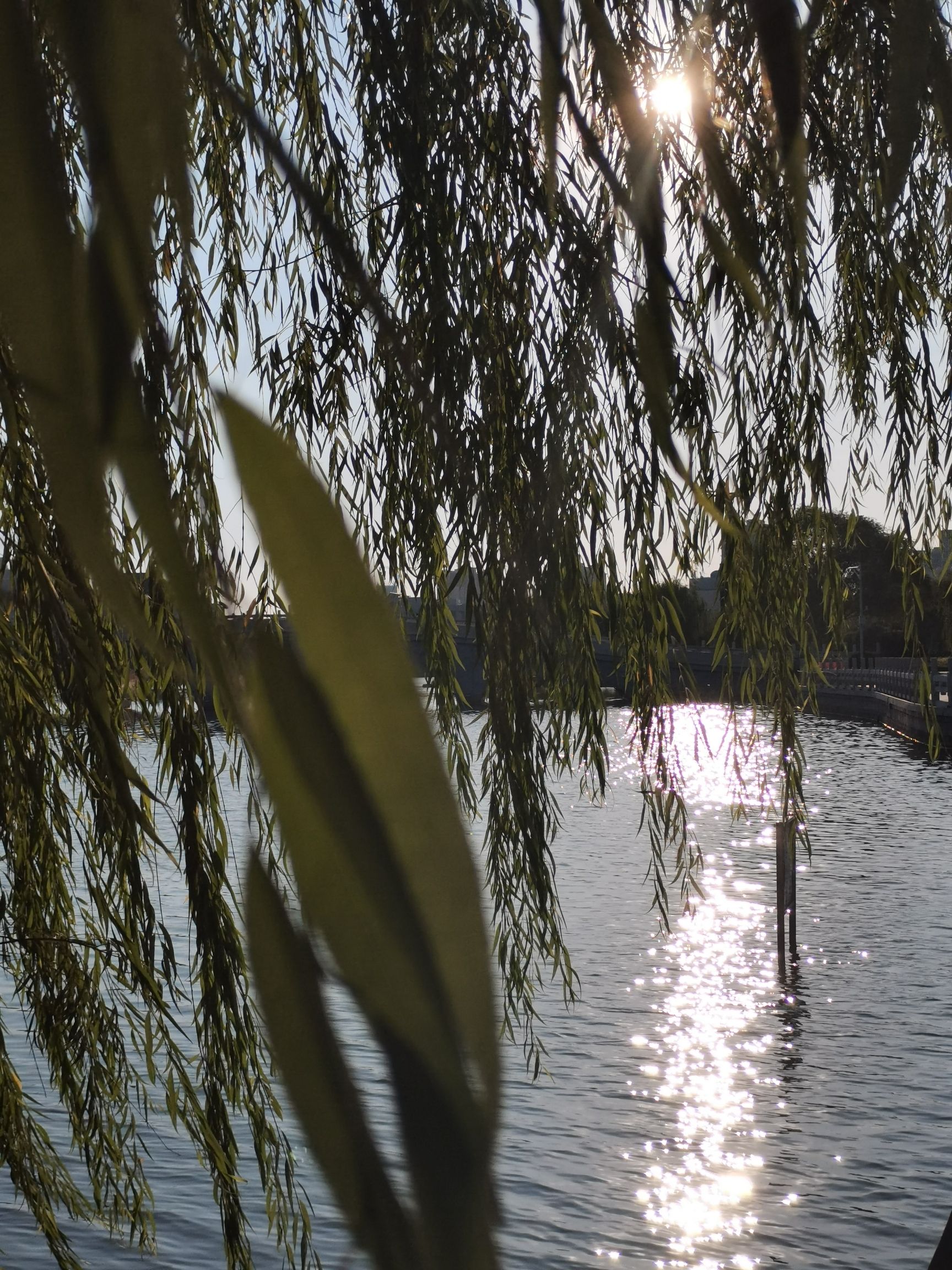 琵琶湾公园旅行图片 1