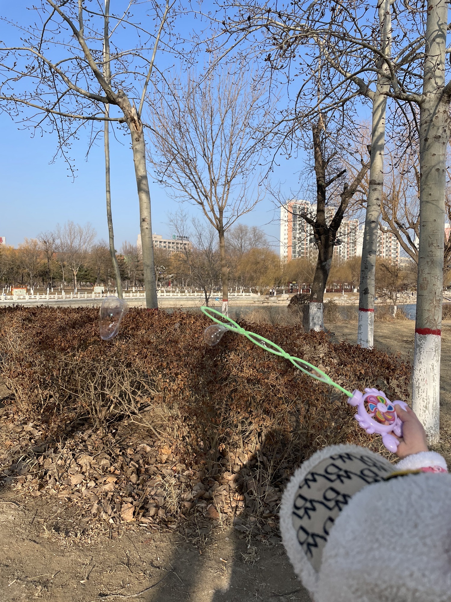 琵琶湾公园旅行图片 2