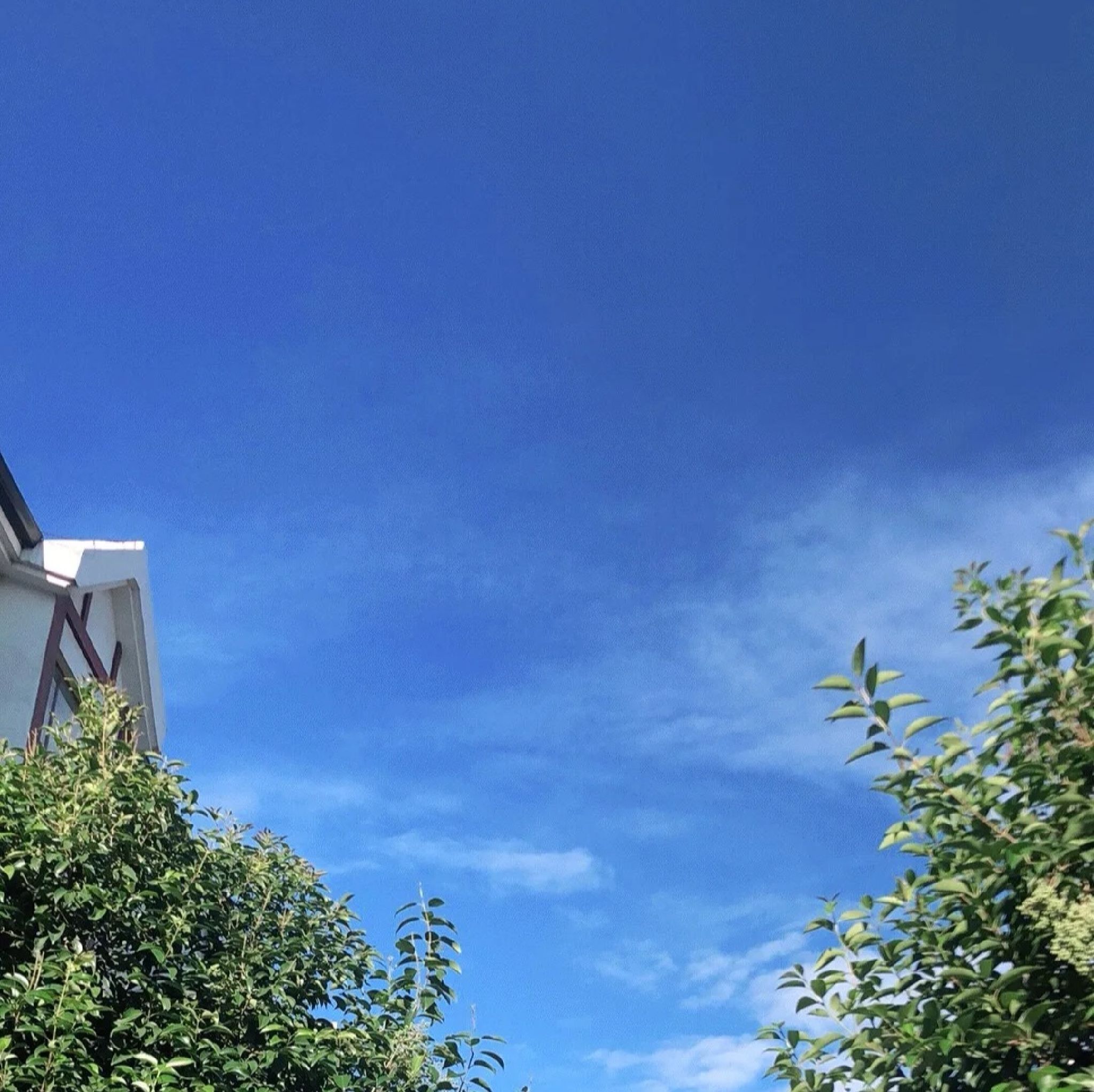 夏津黄河故道森林公园旅行图片 1