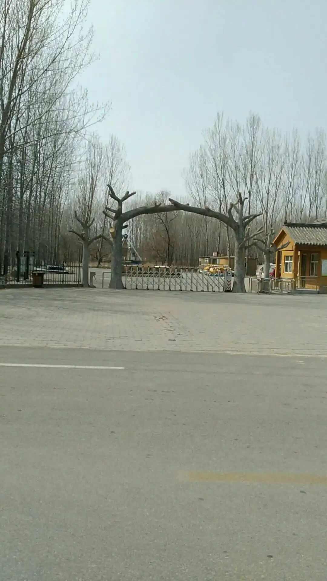 夏津黄河故道森林公园旅行图片 2