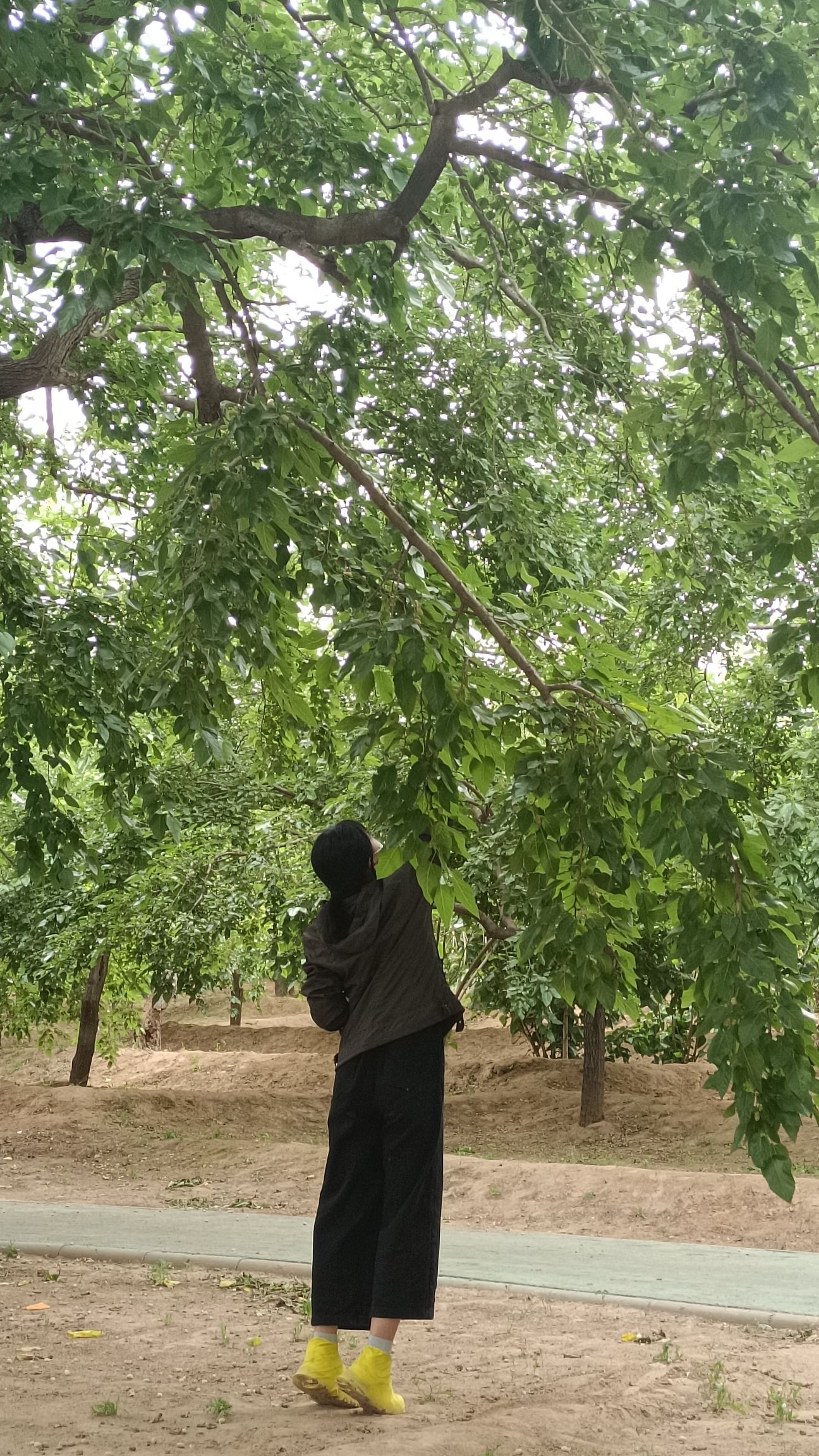 夏津黄河故道森林公园旅行图片 1