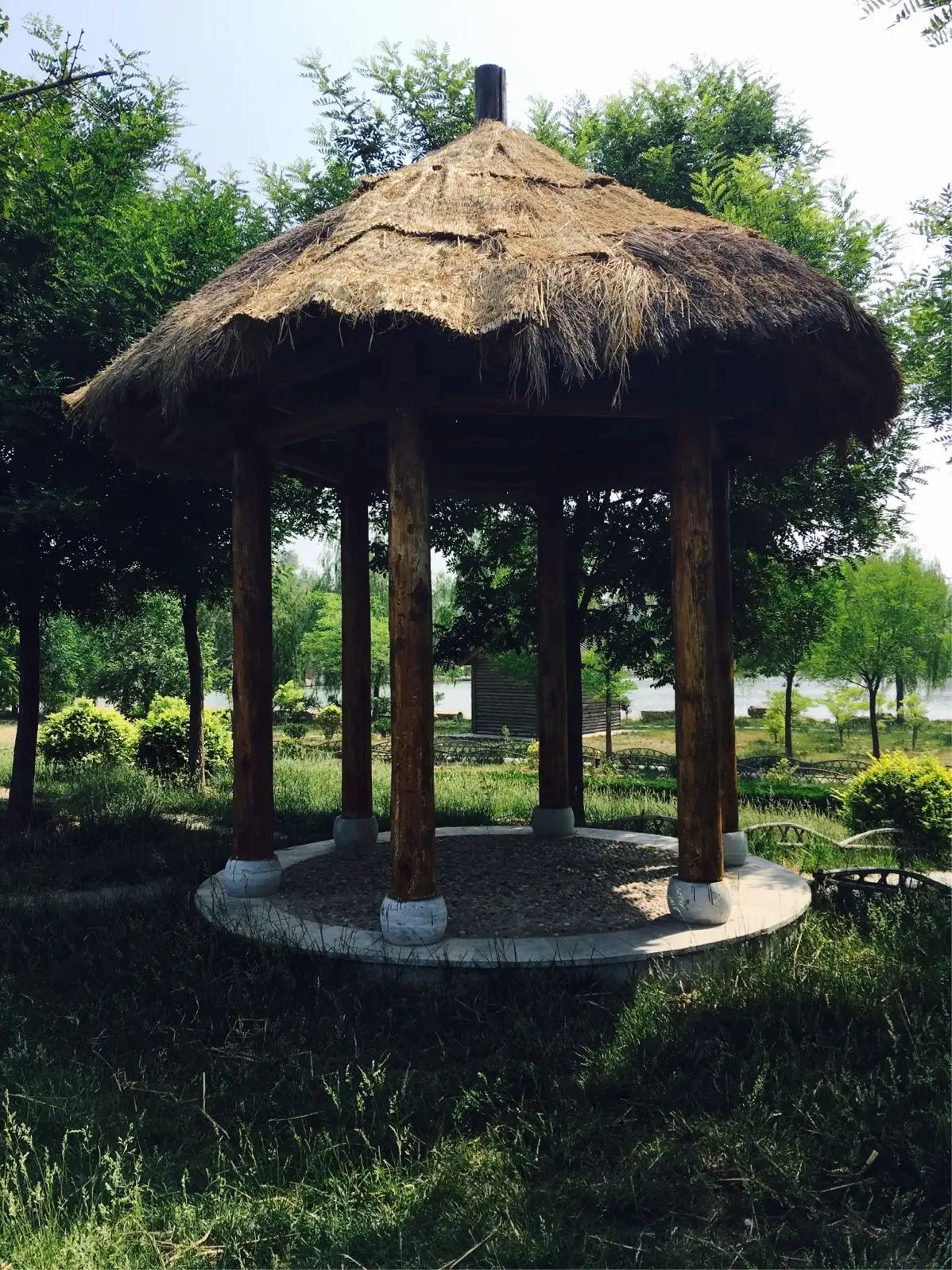 夏津黄河故道森林公园旅行图片 3