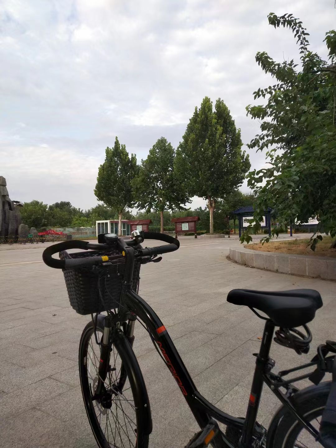 夏津黄河故道森林公园旅行图片 3