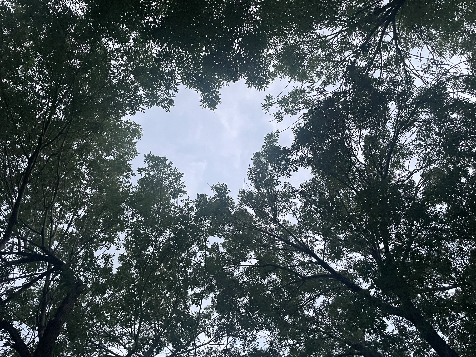 人民公园旅行图片 3