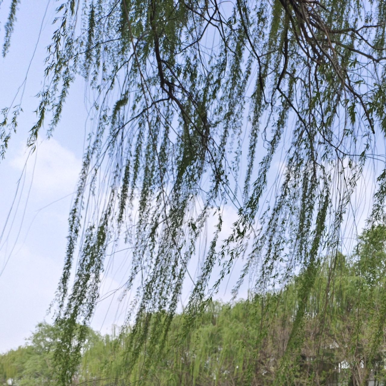 董子园风景区旅行图片 1