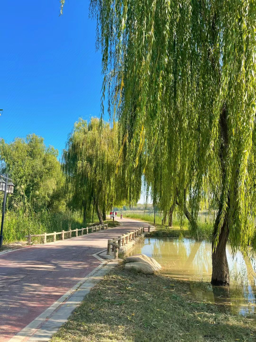 减河湿地风景区旅行图片 2