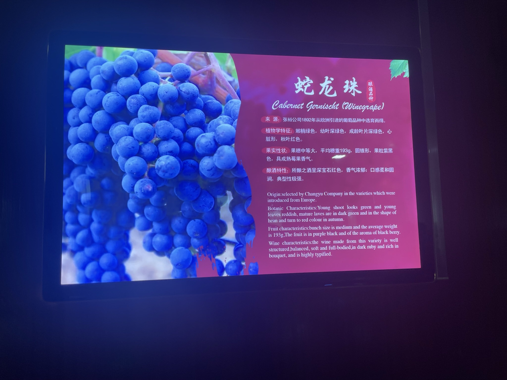 张裕卡斯特酒庄旅行图片 3
