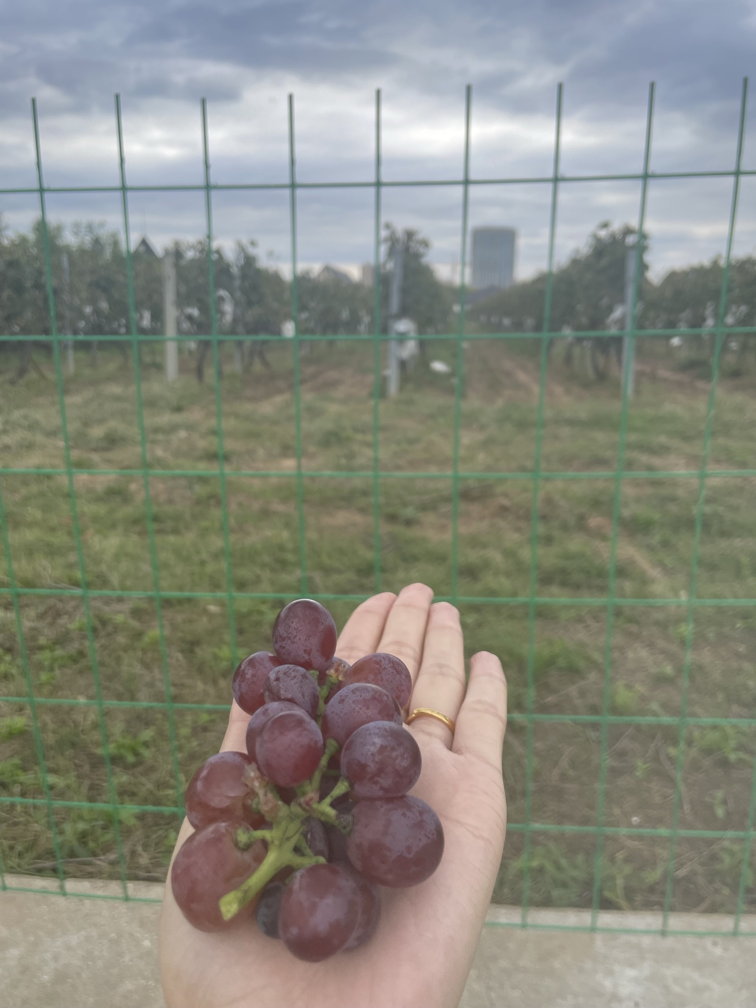 张裕卡斯特酒庄旅行图片 1