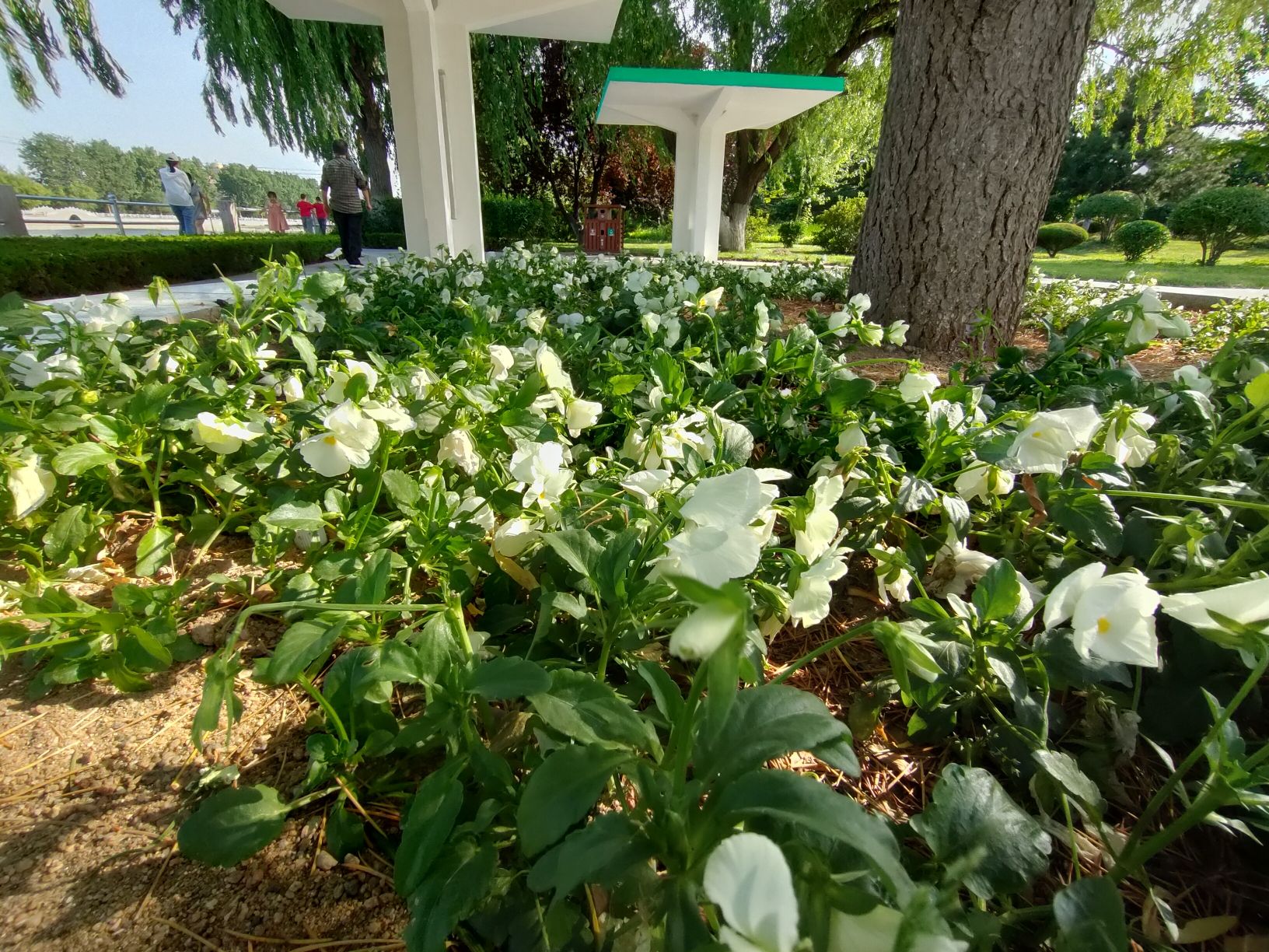 蚬河公园旅行图片 2