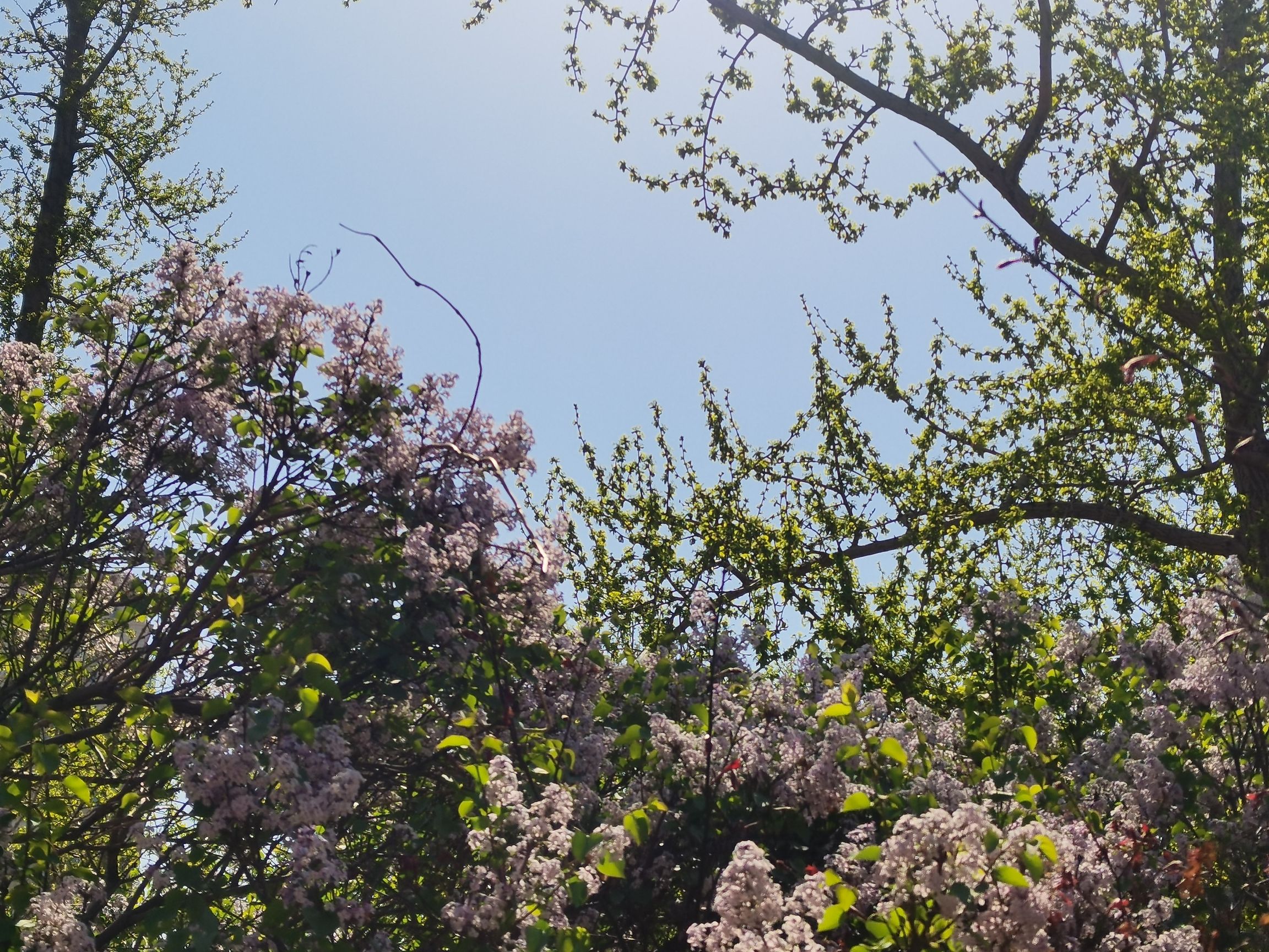 东花园旅行图片 2