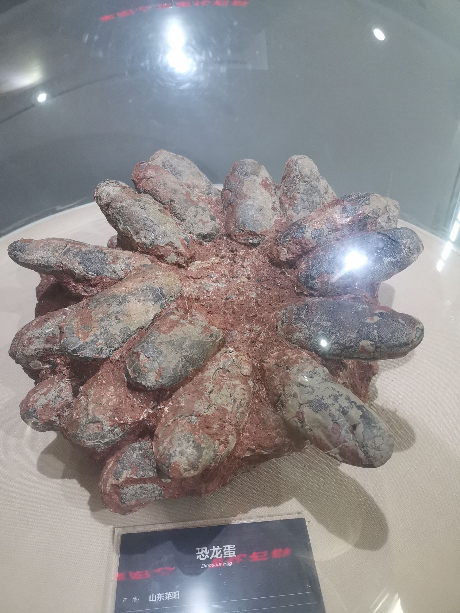 恐龙化石产地旅行图片 3