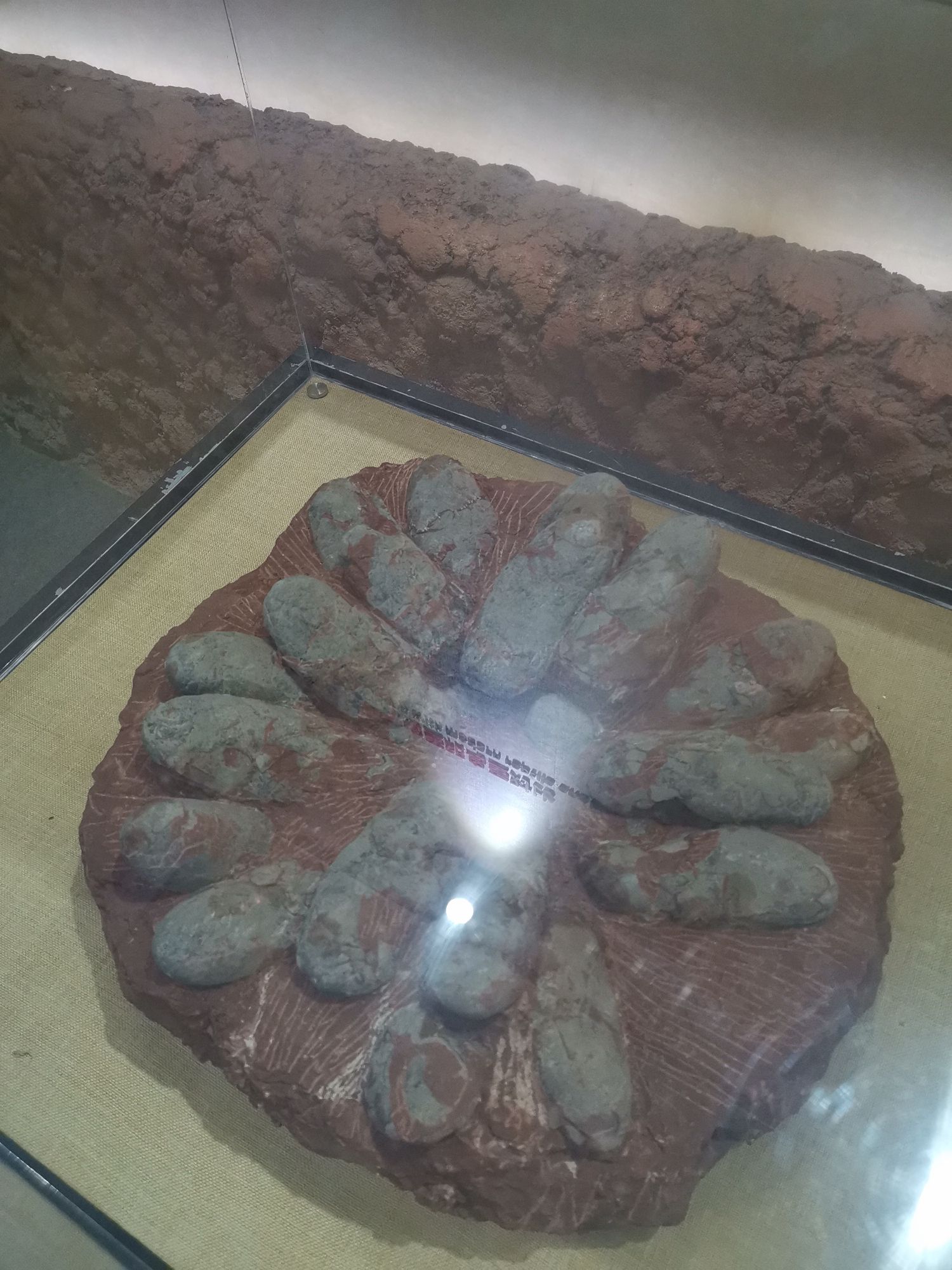 恐龙化石产地旅行图片 1