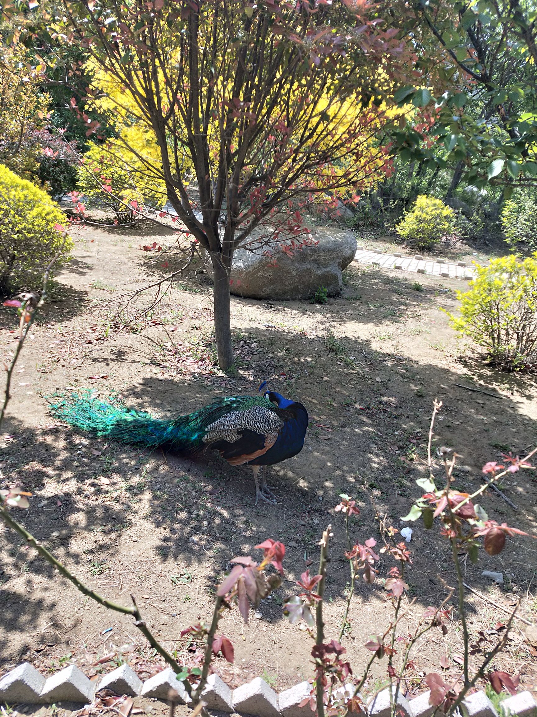 大基山森林公园旅行图片 3