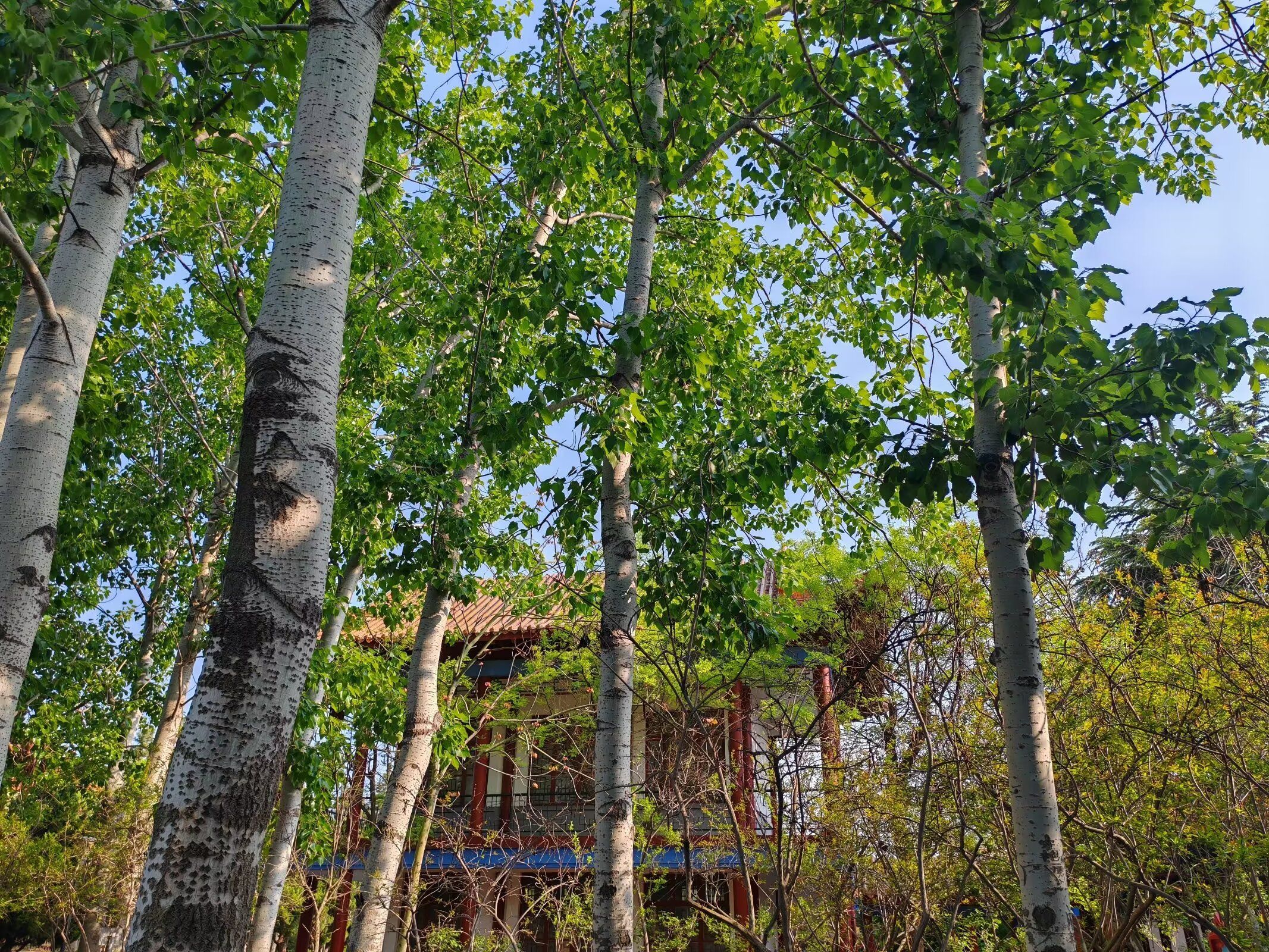 快活岭公园旅行图片 2