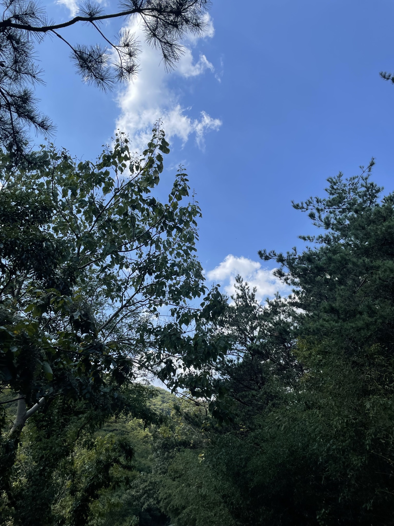 招虎山景区旅行图片 1