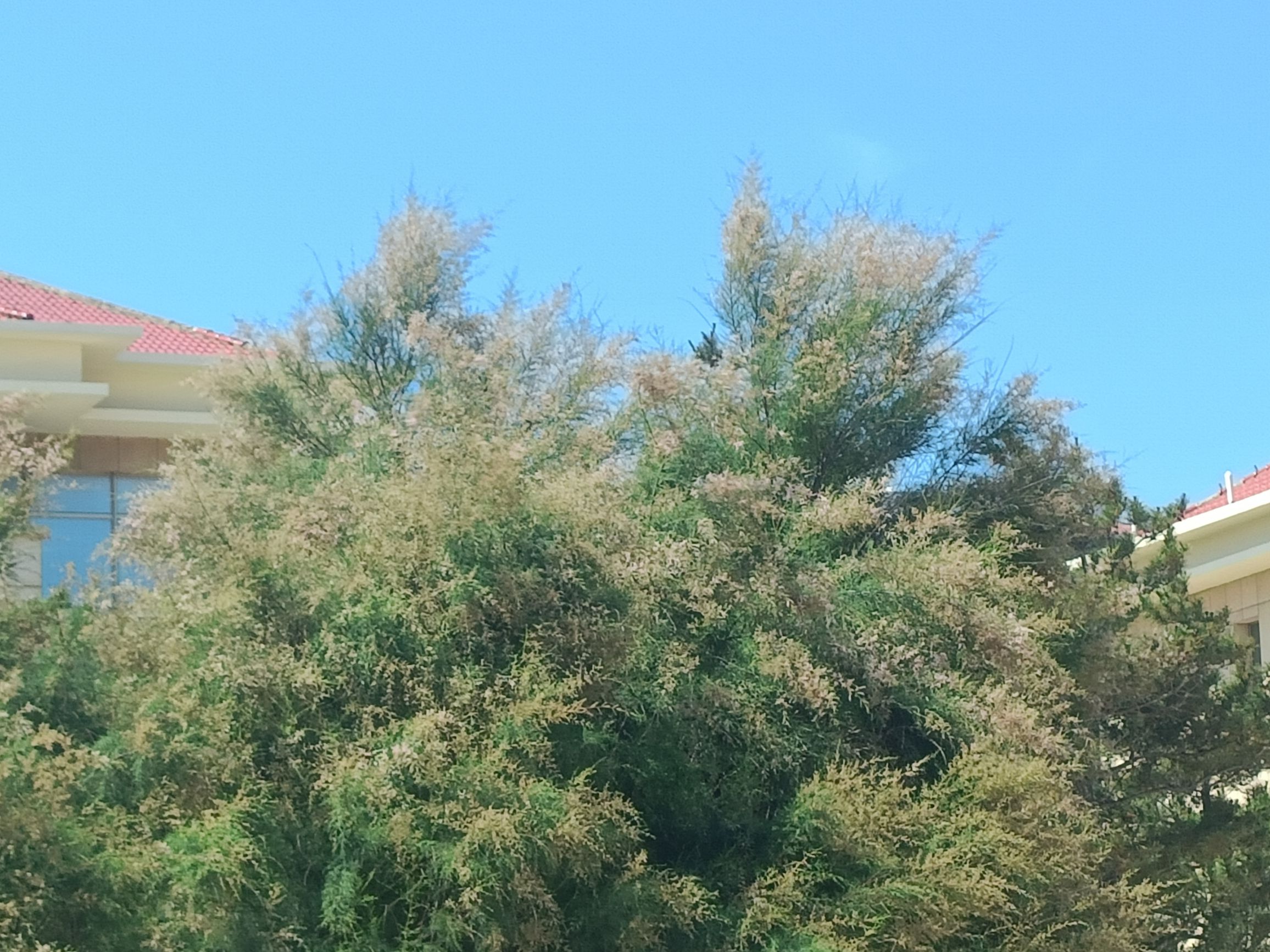 金沙滩旅游景区-金沙滩(海滨路)旅行图片 2