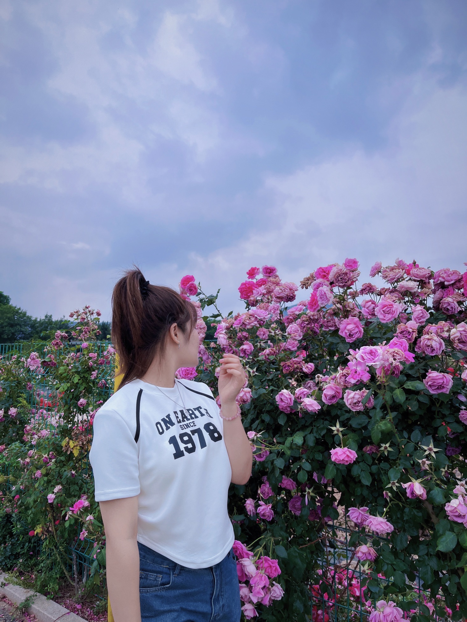 中华月季园旅行图片 3