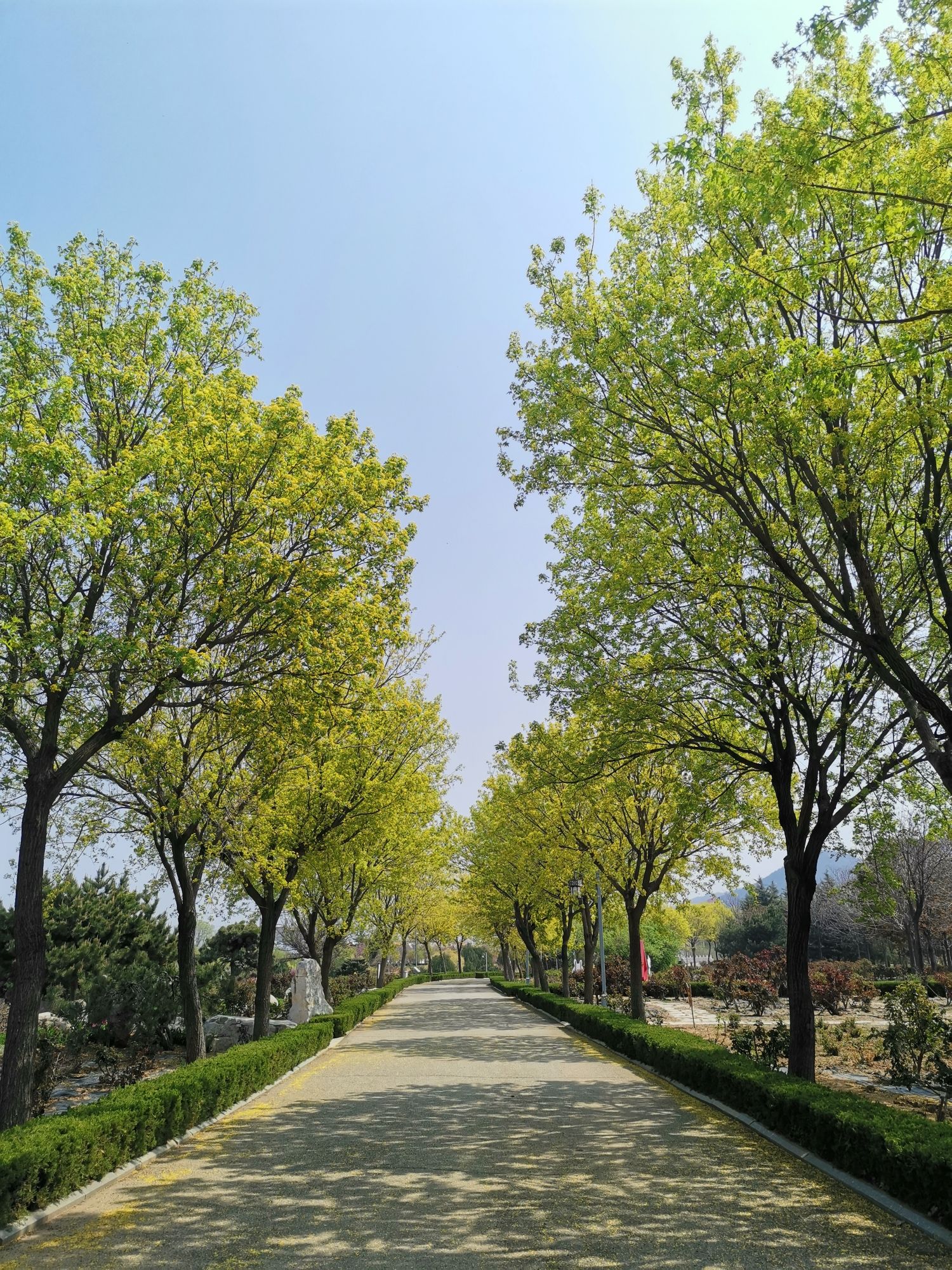 中华月季园旅行图片 1