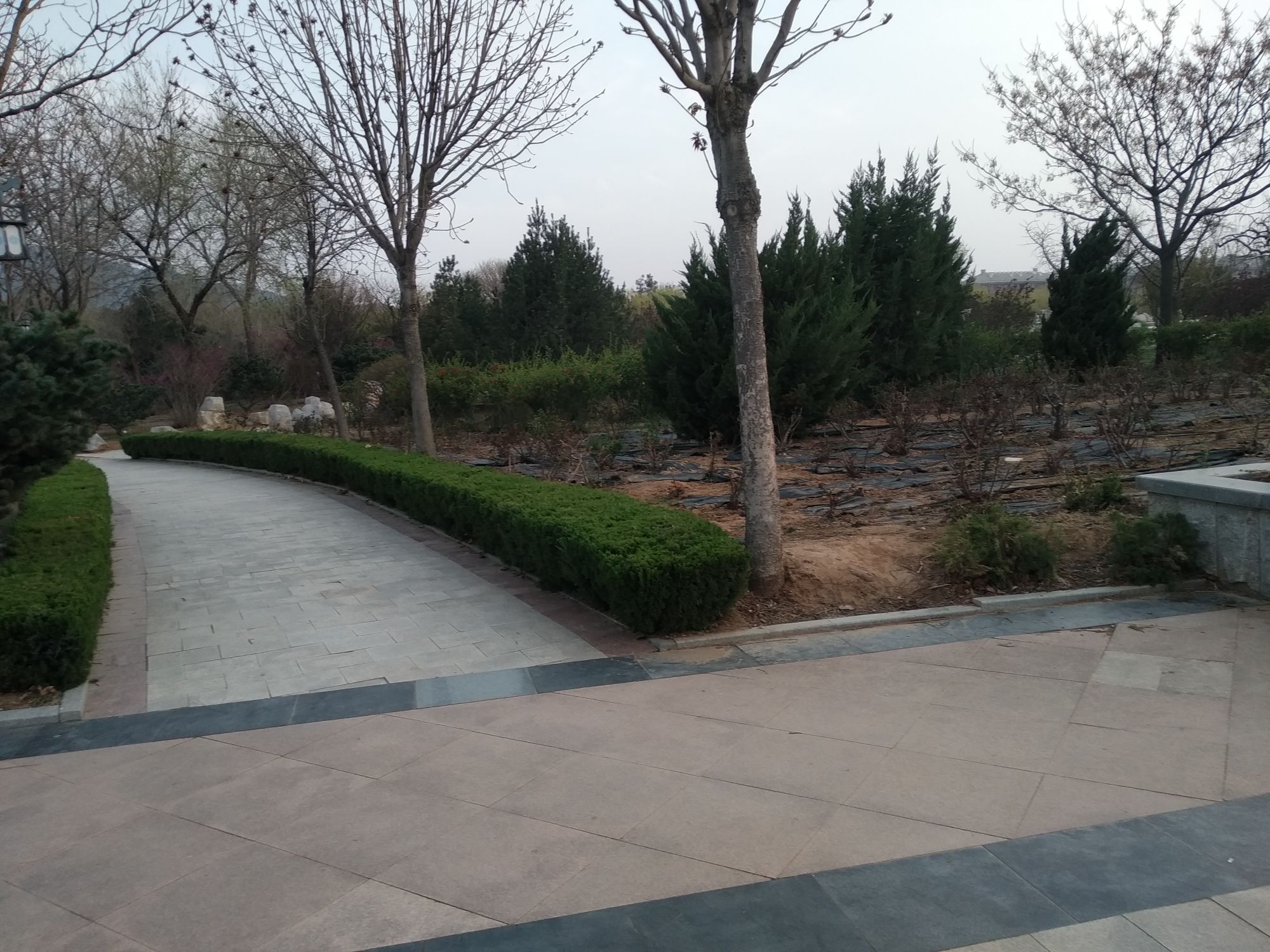 中华月季园旅行图片 2