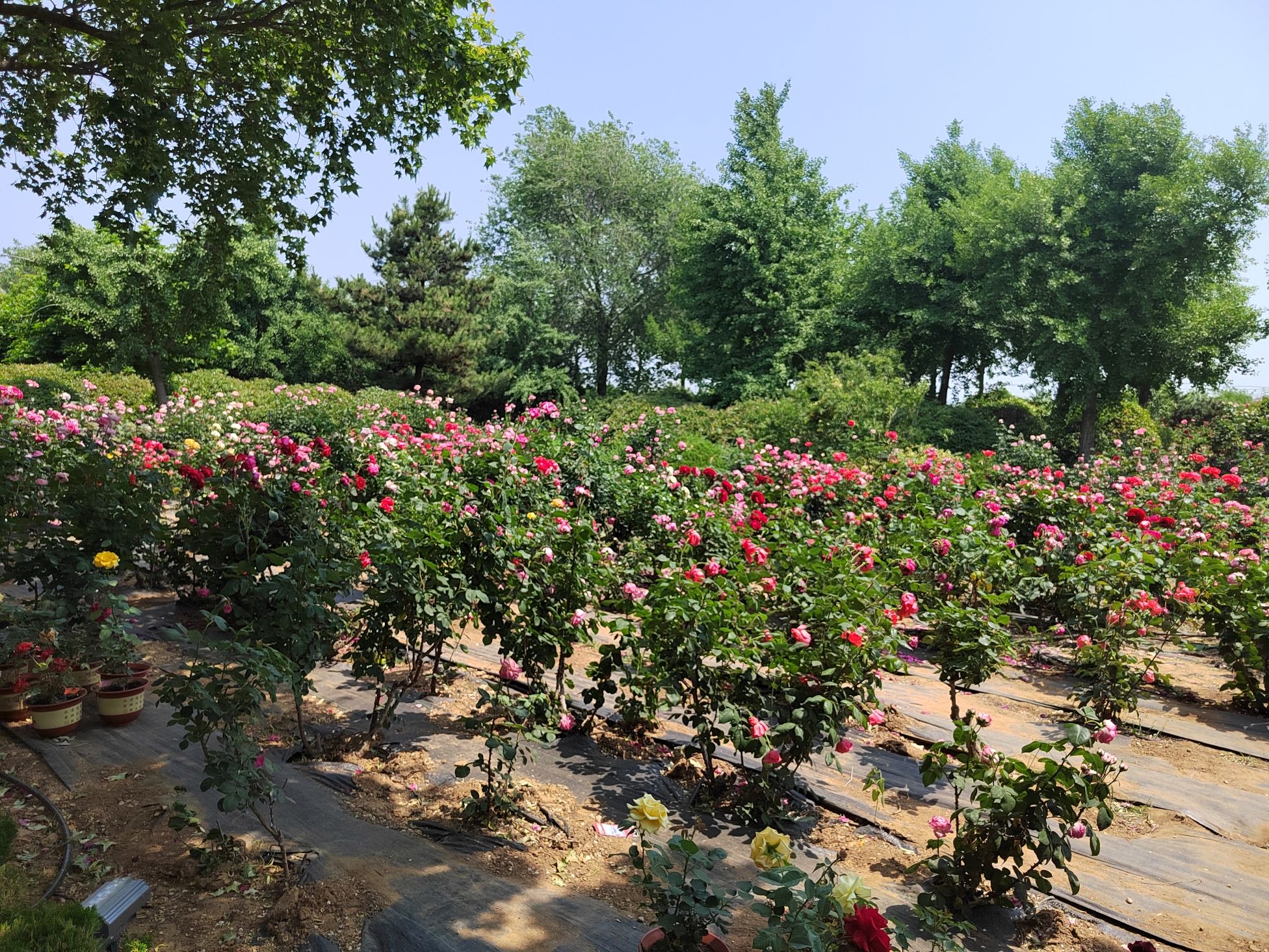 中华月季园旅行图片 3