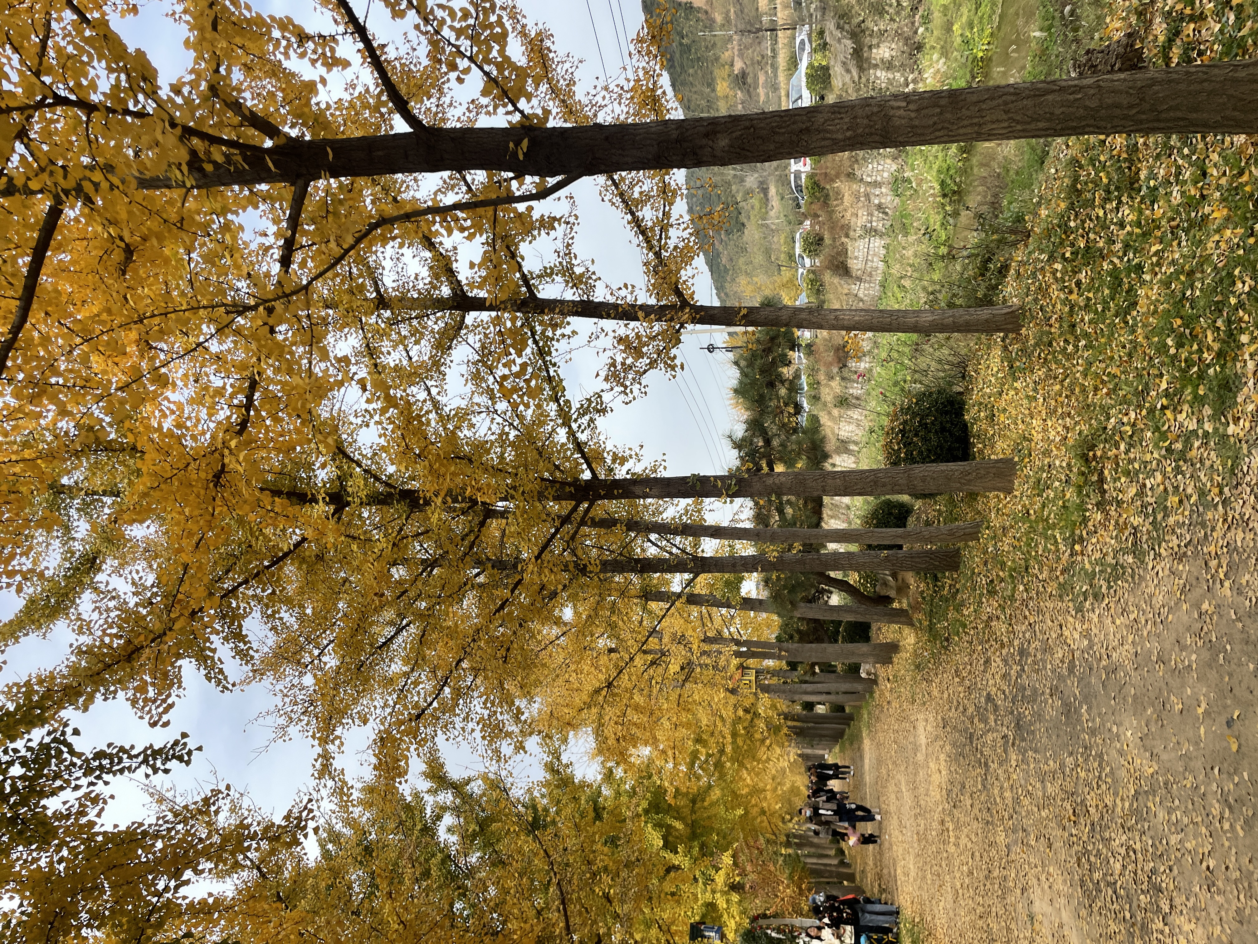 青年公园旅行图片