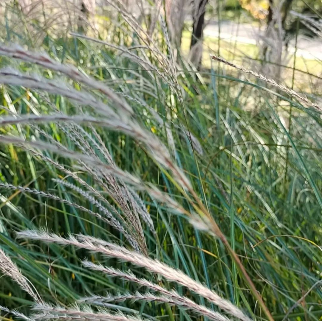 福莱山公园旅行图片 3
