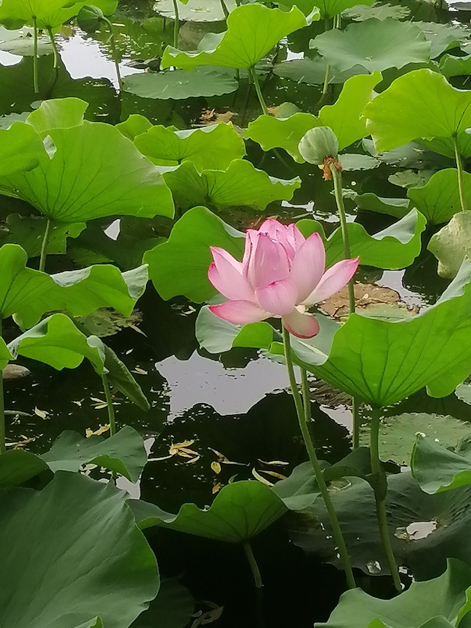 自怡园旅行图片 3